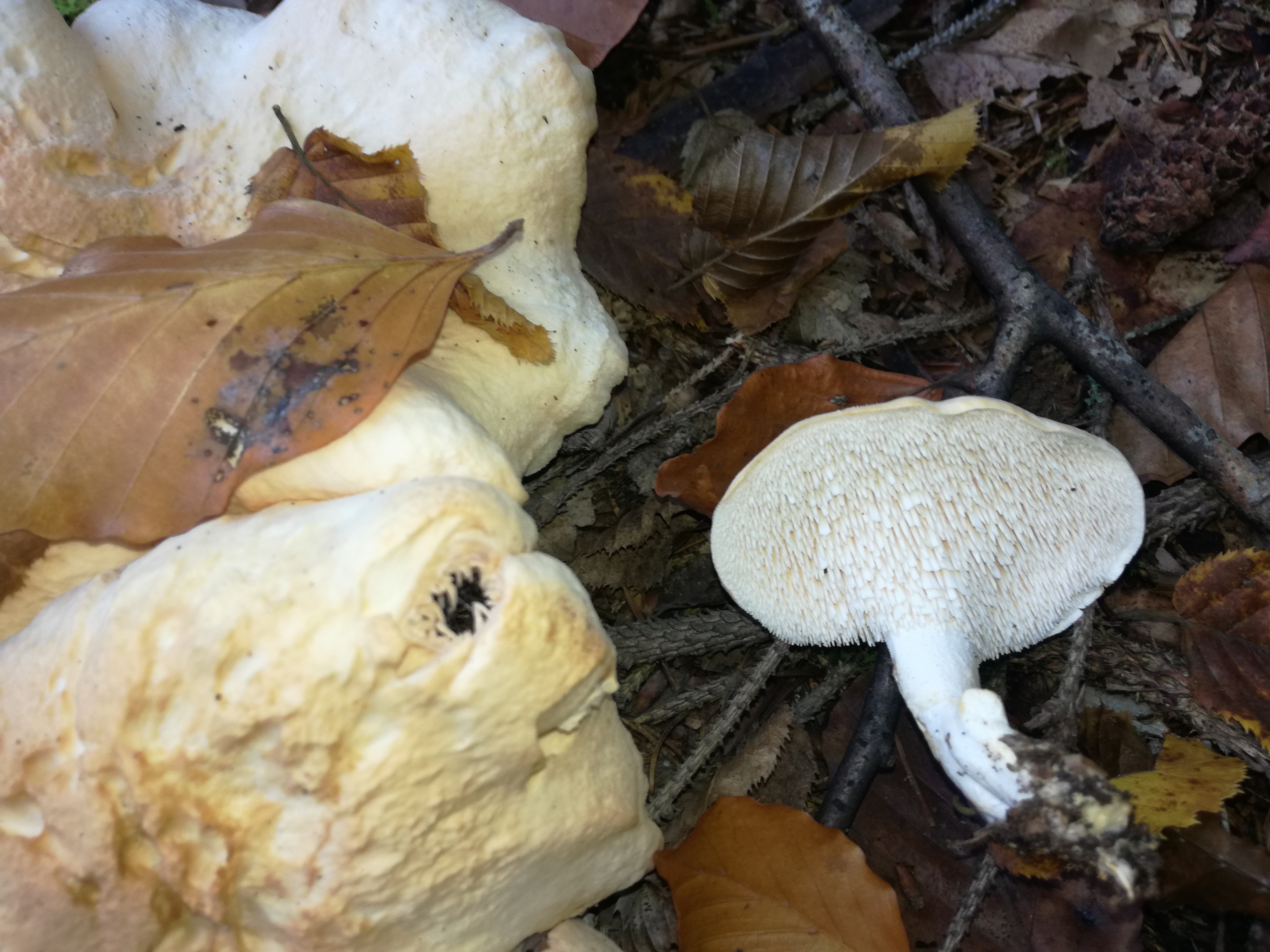 26102017170147 3165 art 1899 img 20171013 153026