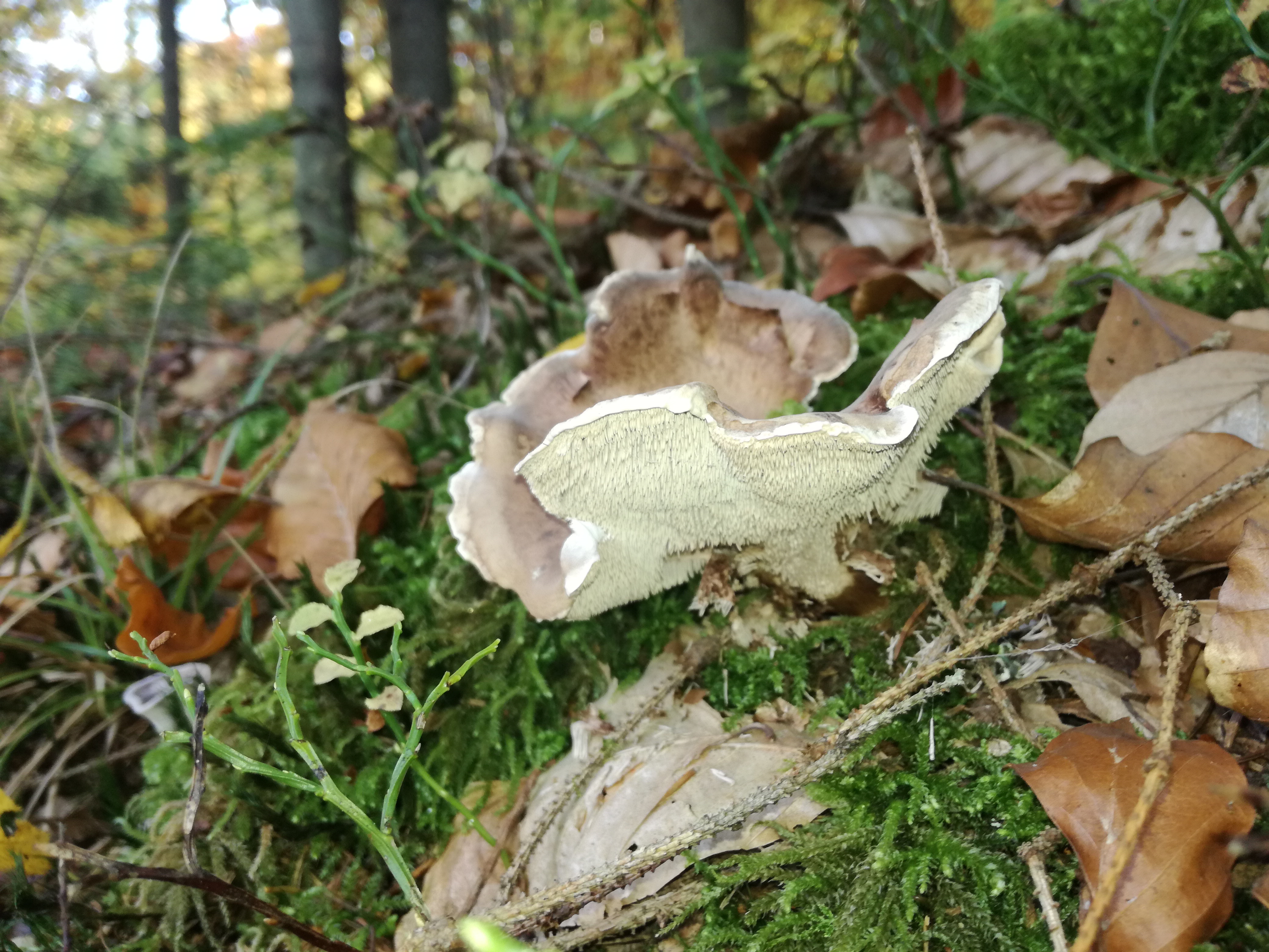 26102017170718 3168 art 1781 img 20171013 153046