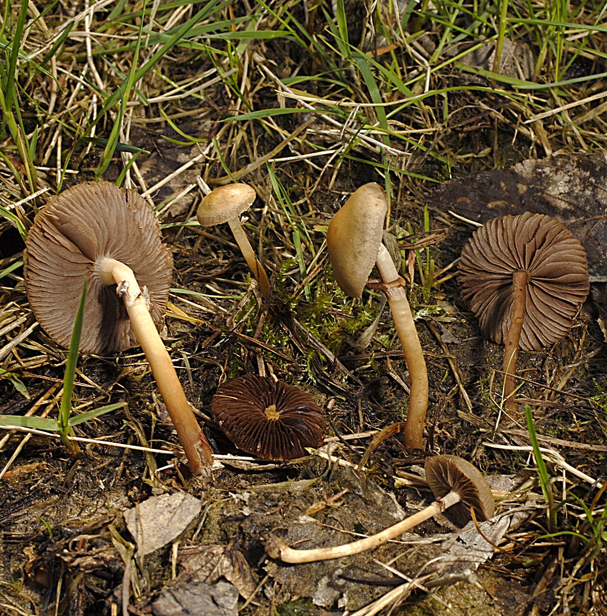 27042013122930 98 art 77 7008 agr elatella e6