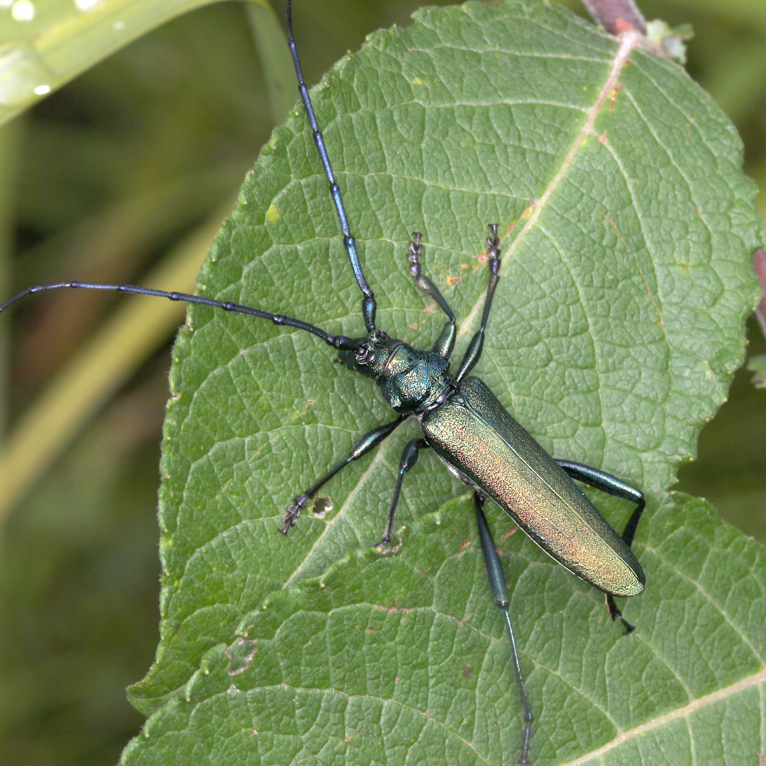 27042013204152 99 art 69 aromia moschata 6