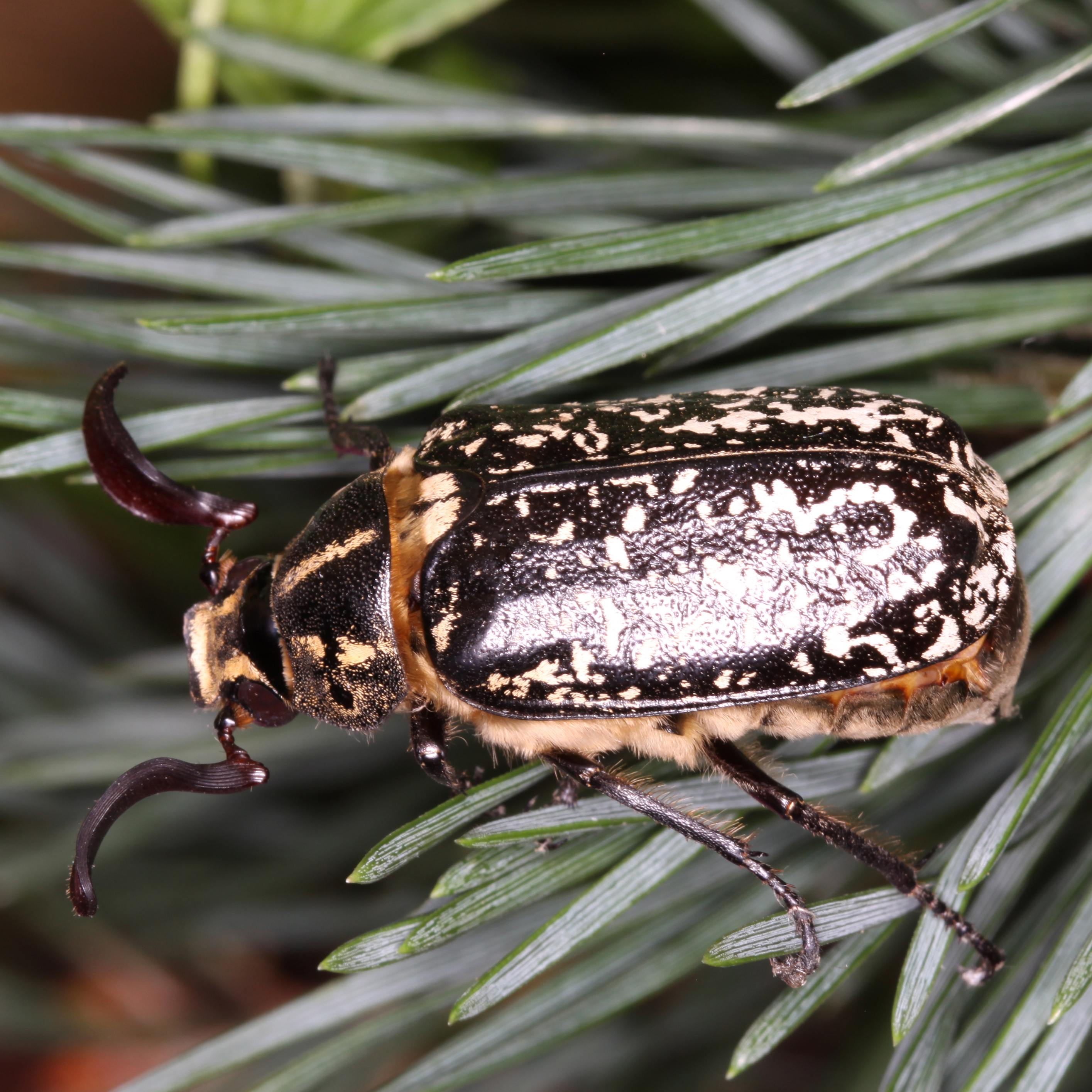 27042013211020 100 art 70 polyphylla fullo 1