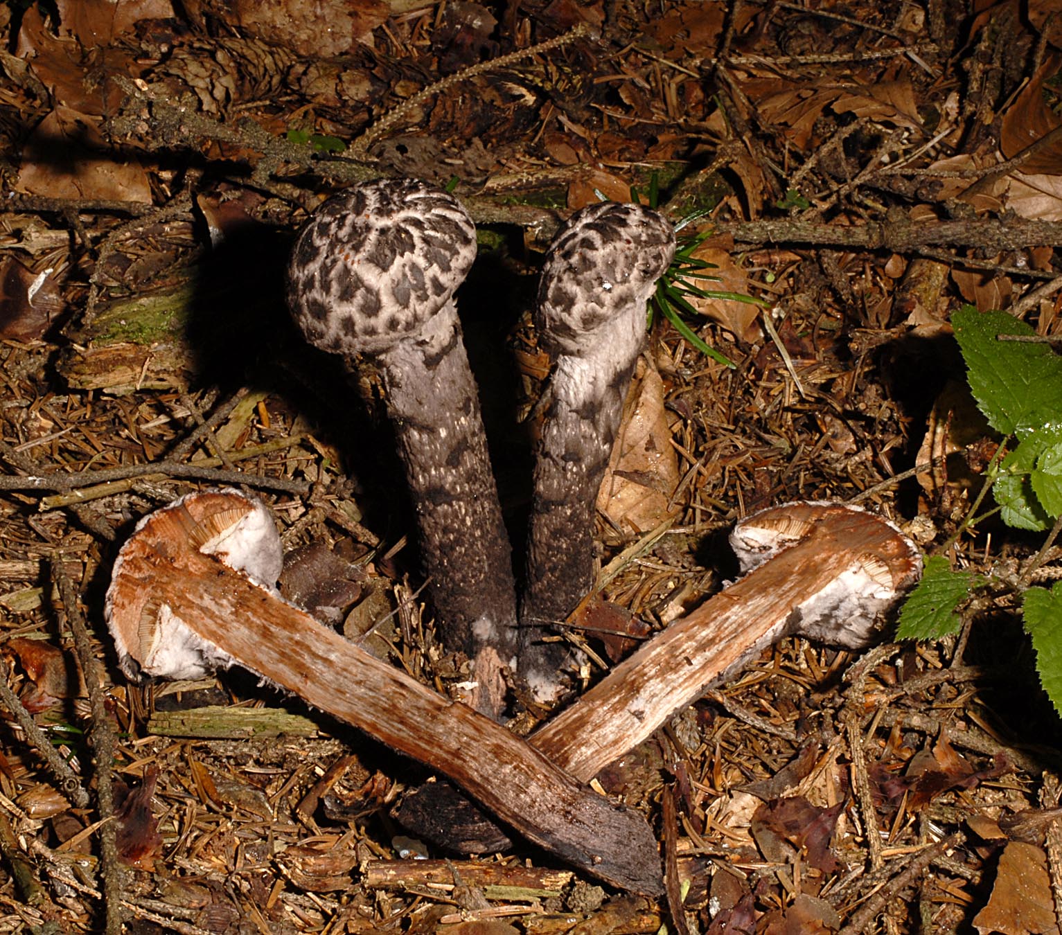 27052013085037 732 art 214 6786 str strobilaceus 15 kopie