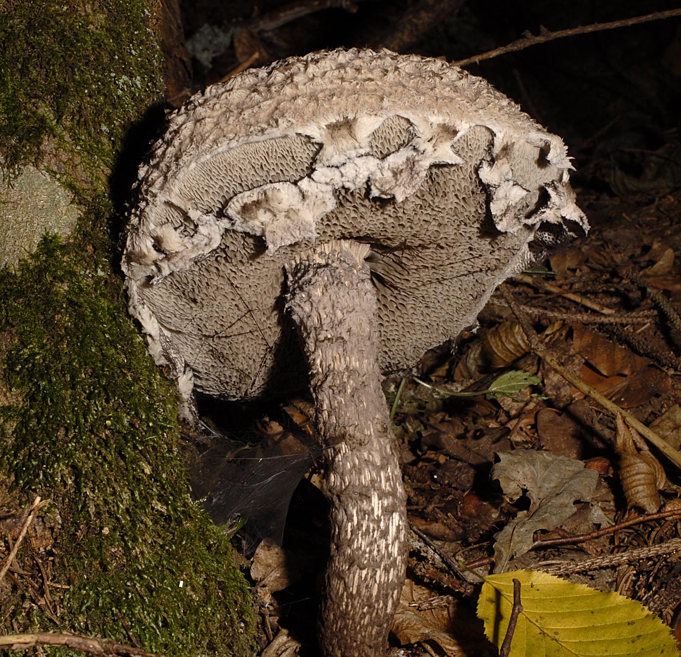 27052013085145 733 art 214 6837 str strobilaceus e78 kopie