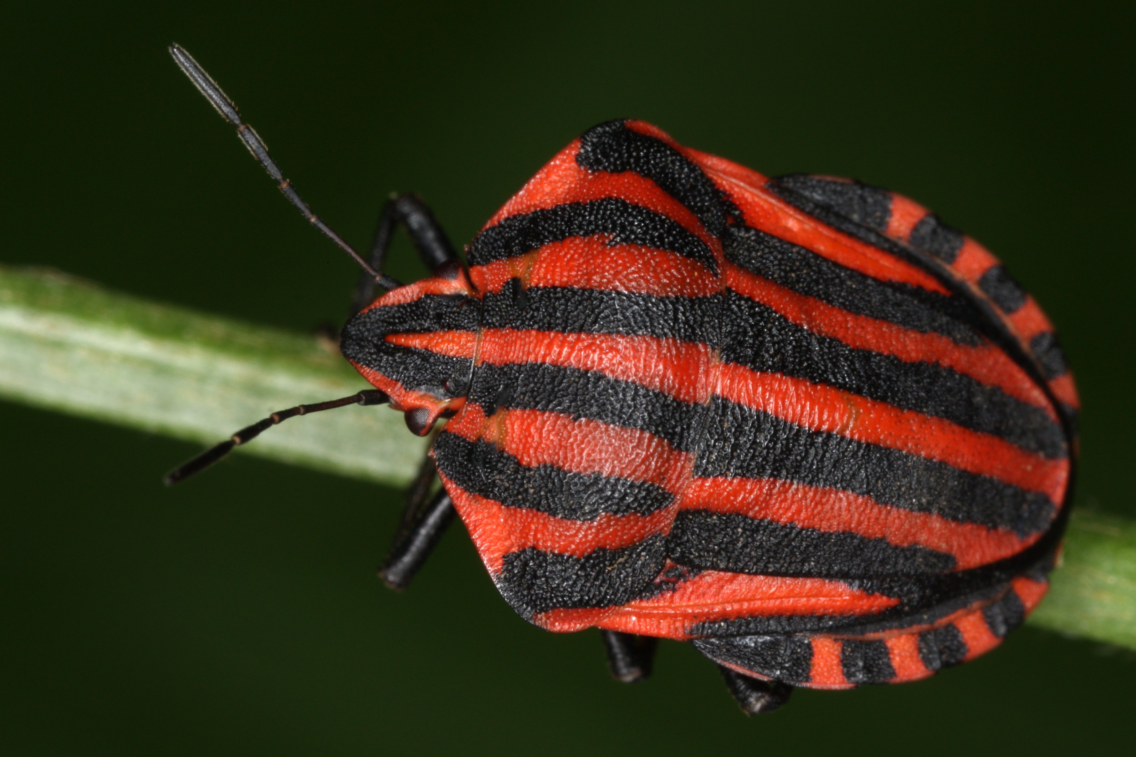 27052013090932 735 art 412 graphosoma lineatum gernot kunz