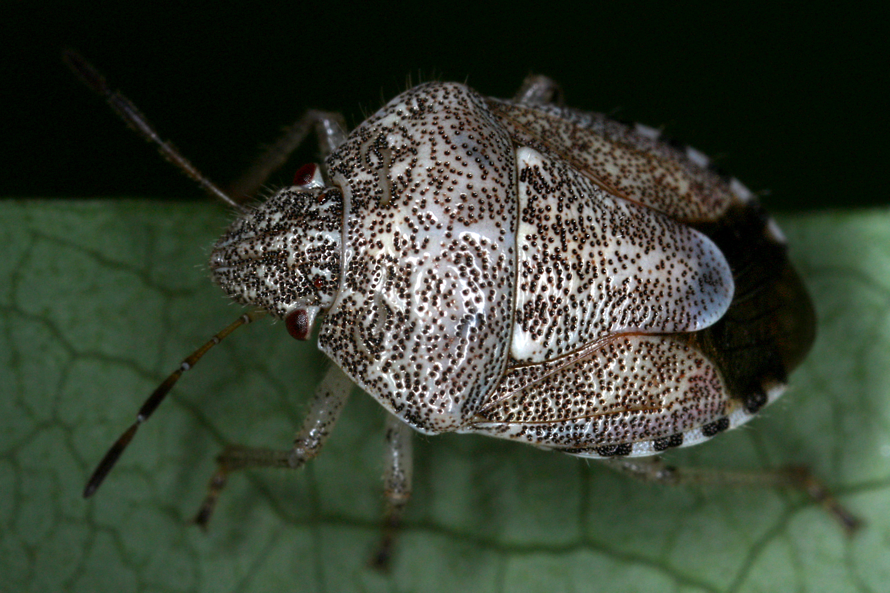 27052013091506 736 art 414 staria lunata kleine sichelfleck baumwanze3.2 gk