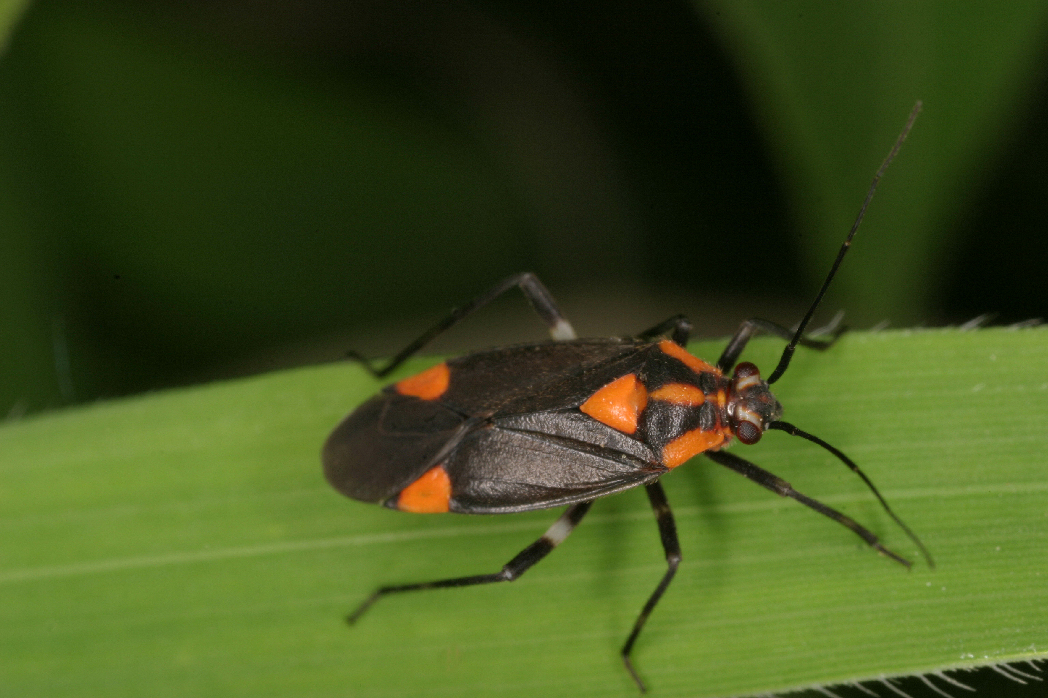 27052013092210 737 art 417 capsodes mat wolfgang rabitsch