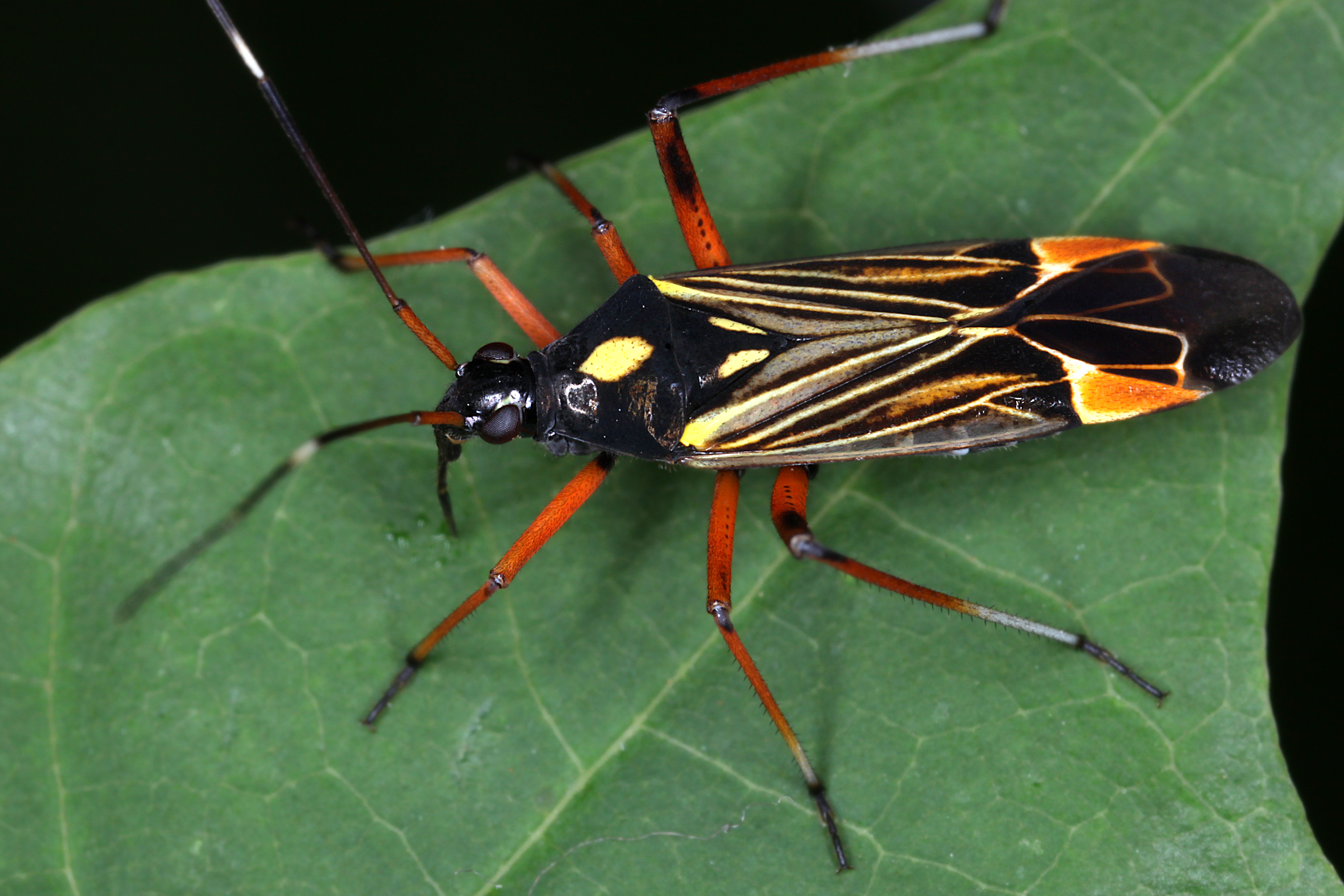 27052013092542 738 art 418 miris striatus gernot kunz