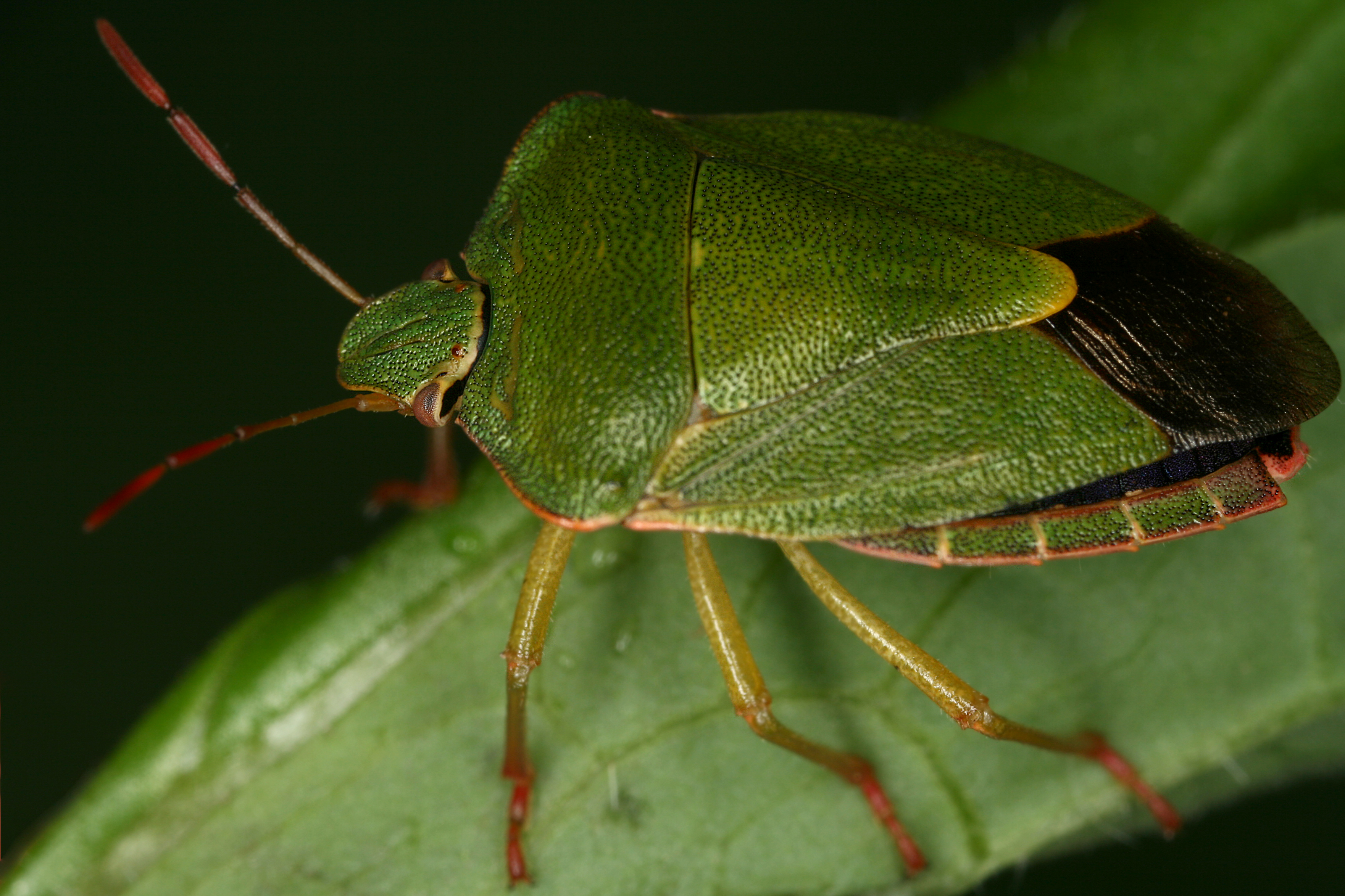 27052013095351 739 art 425 palomena prasina gernot kunz