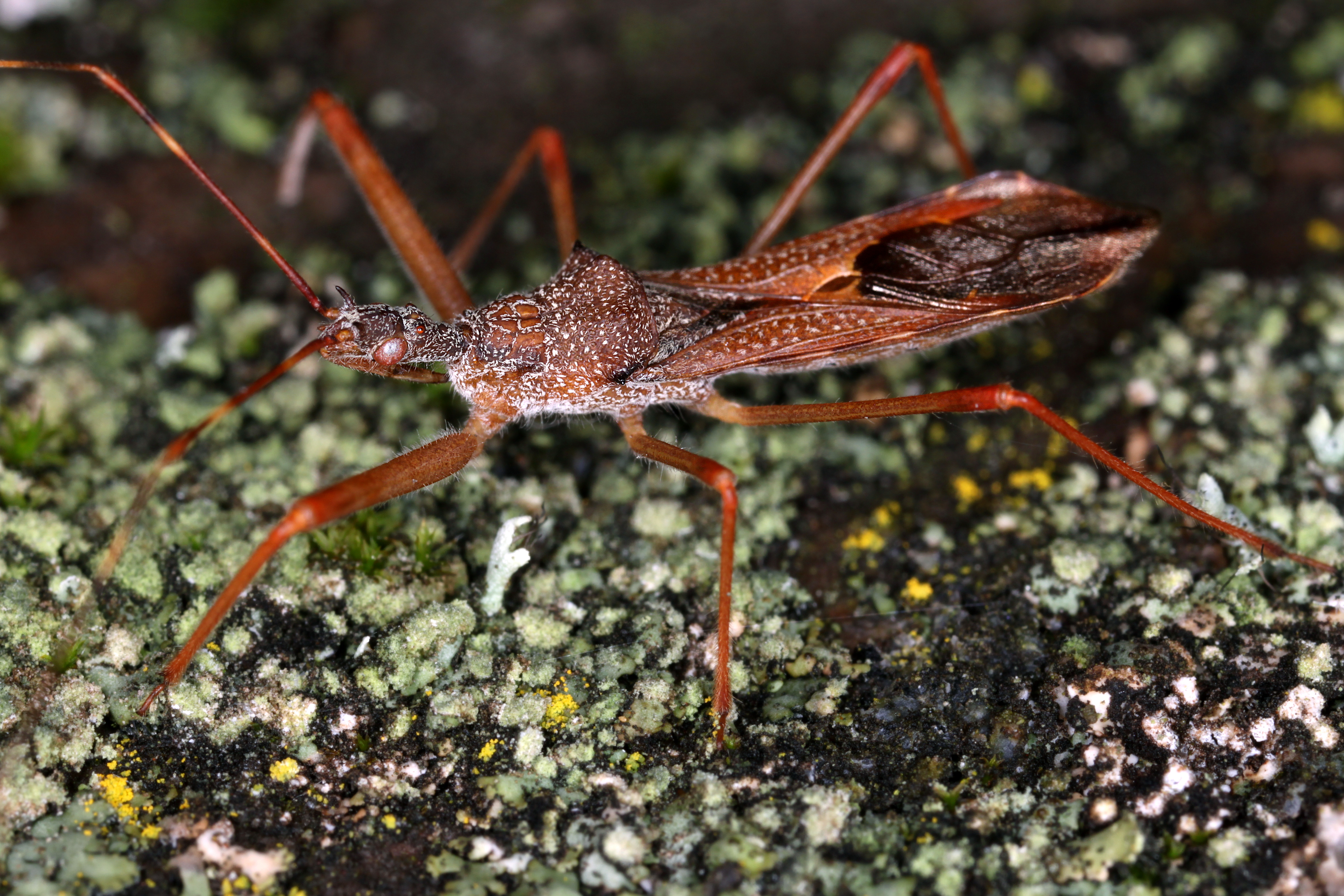 27052013095914 740 art 366 nagusta goedelii gernot kunz