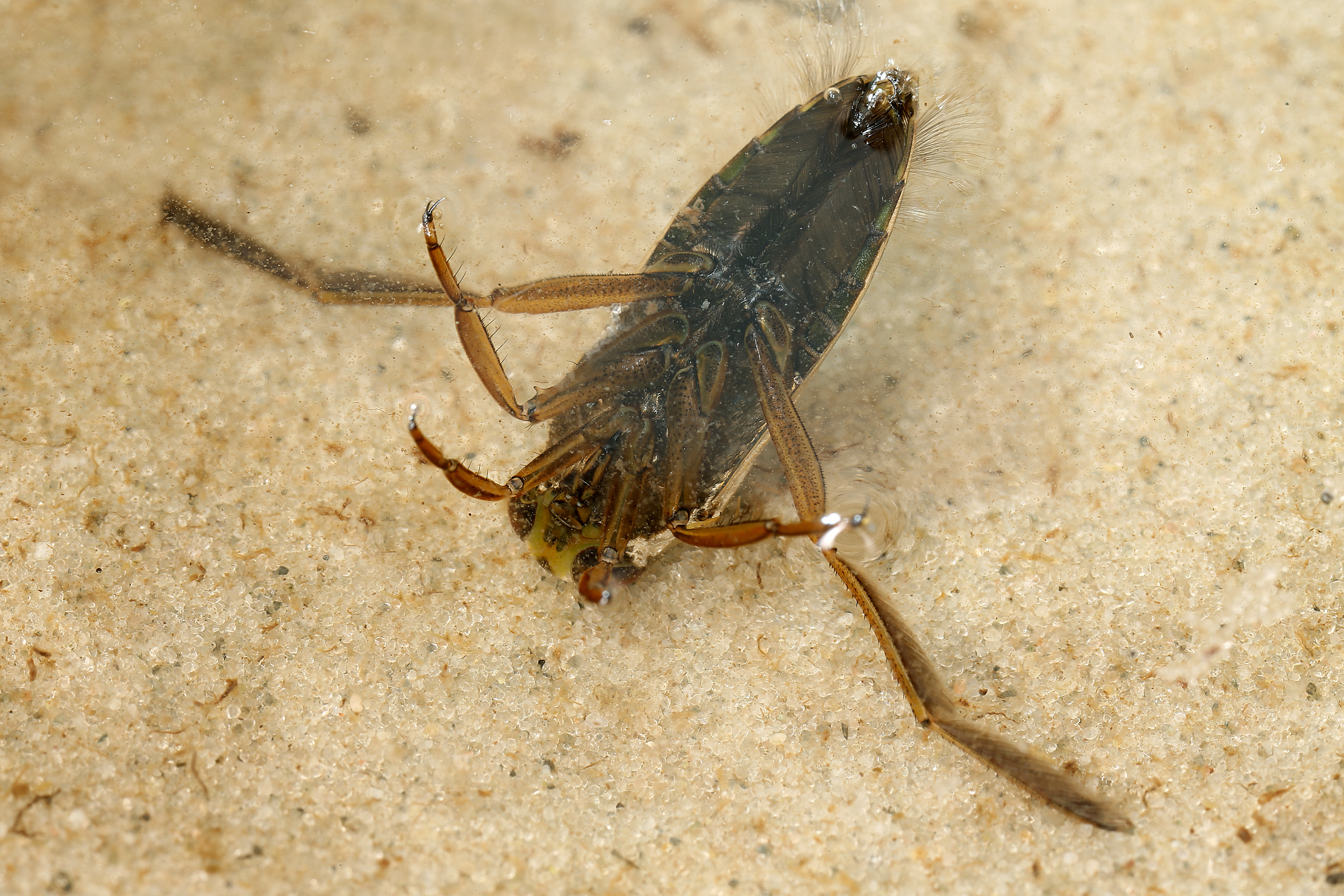 27052013100119 741 art 424 notonecta glauca gernot kunz