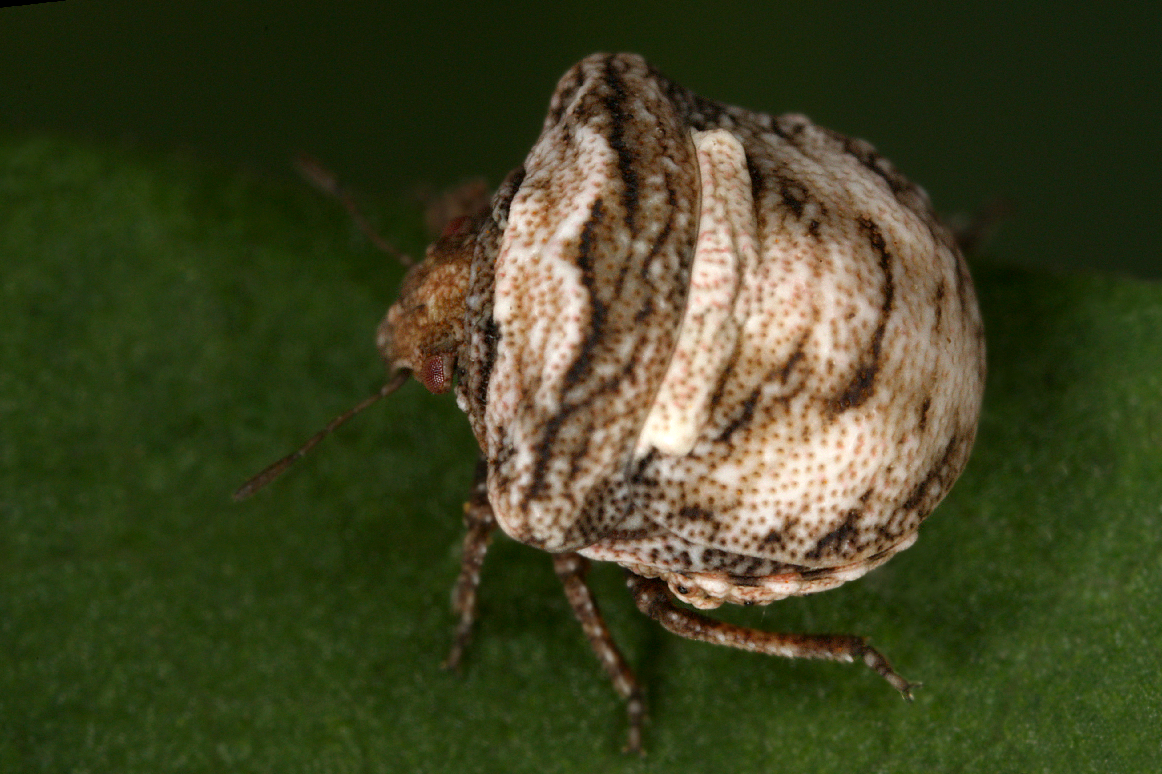 27052013105737 742 art 415 vilpianus galii gernot kunz