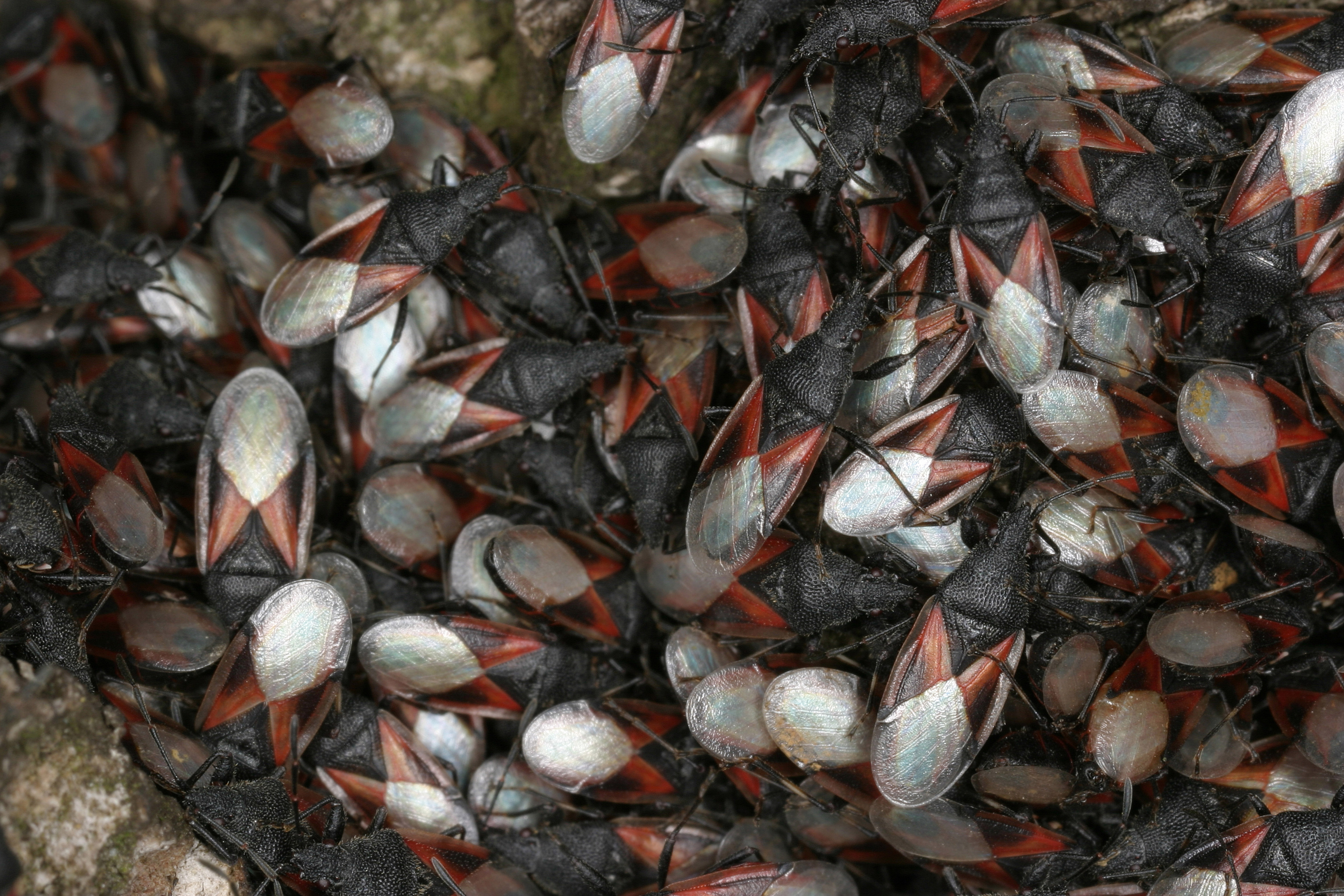 27052013112330 743 art 402 oxycarenus lavaterae wolfgang rabitsch