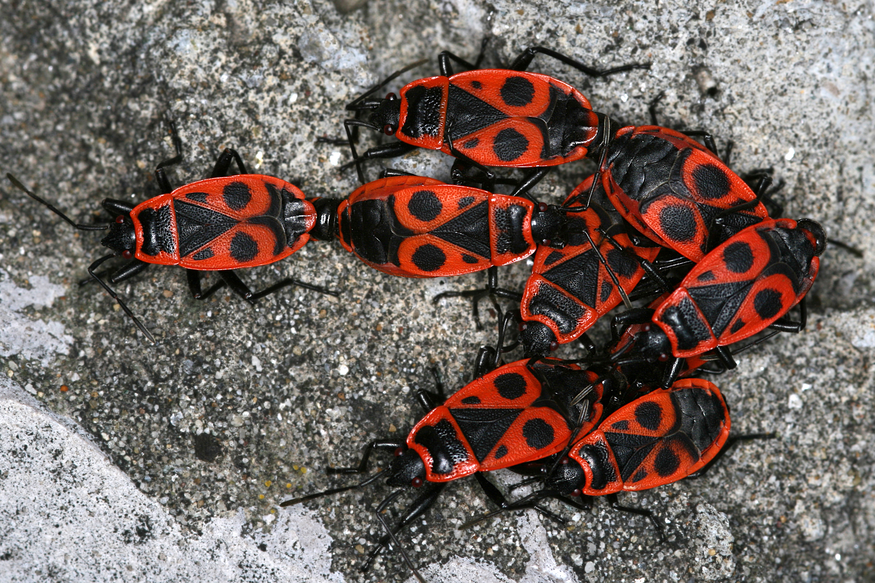 27052013112648 744 art 409 pyrrhocoris apterus gernot kunz