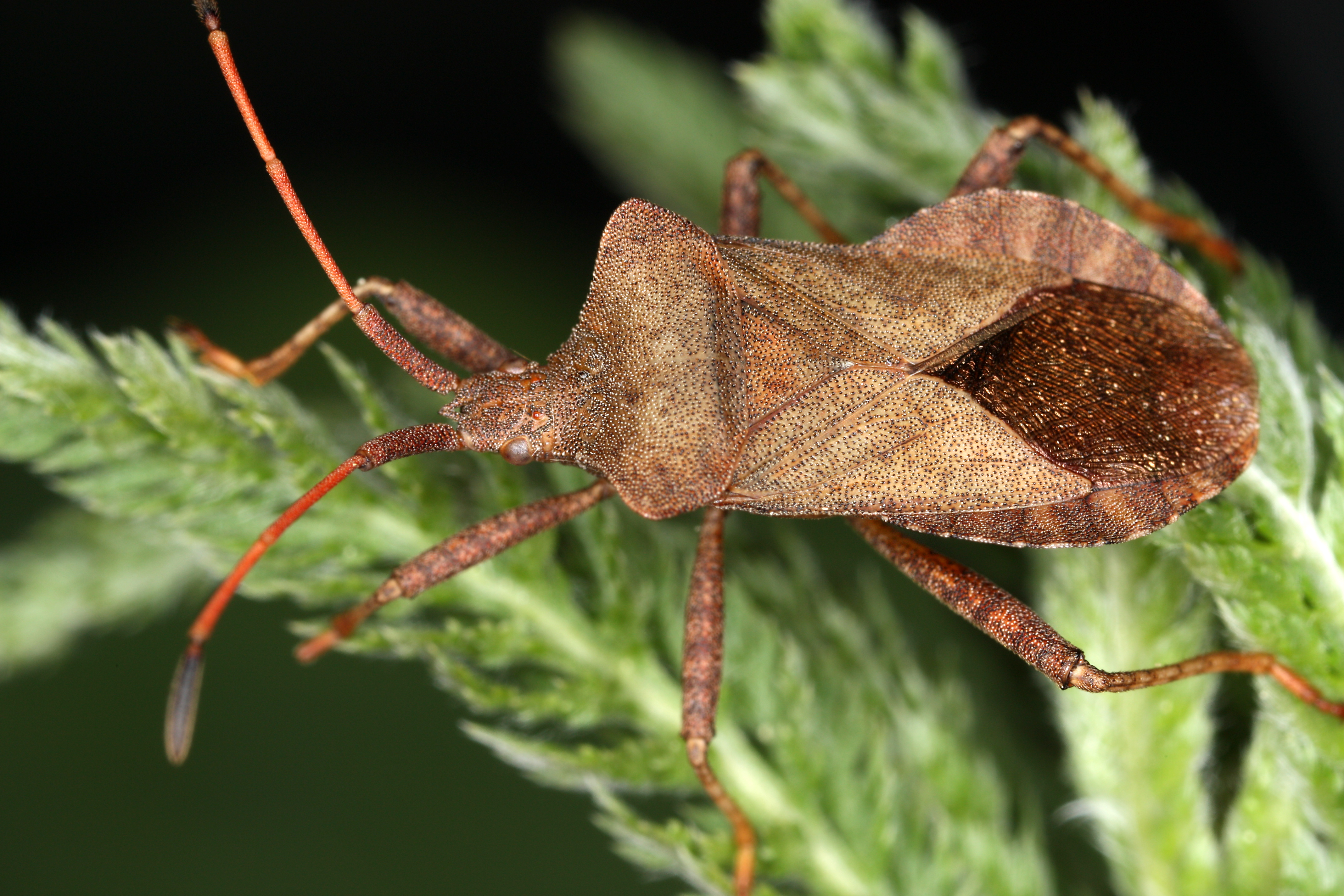 27052013113056 745 art 411 coreus marginatus gernot kunz