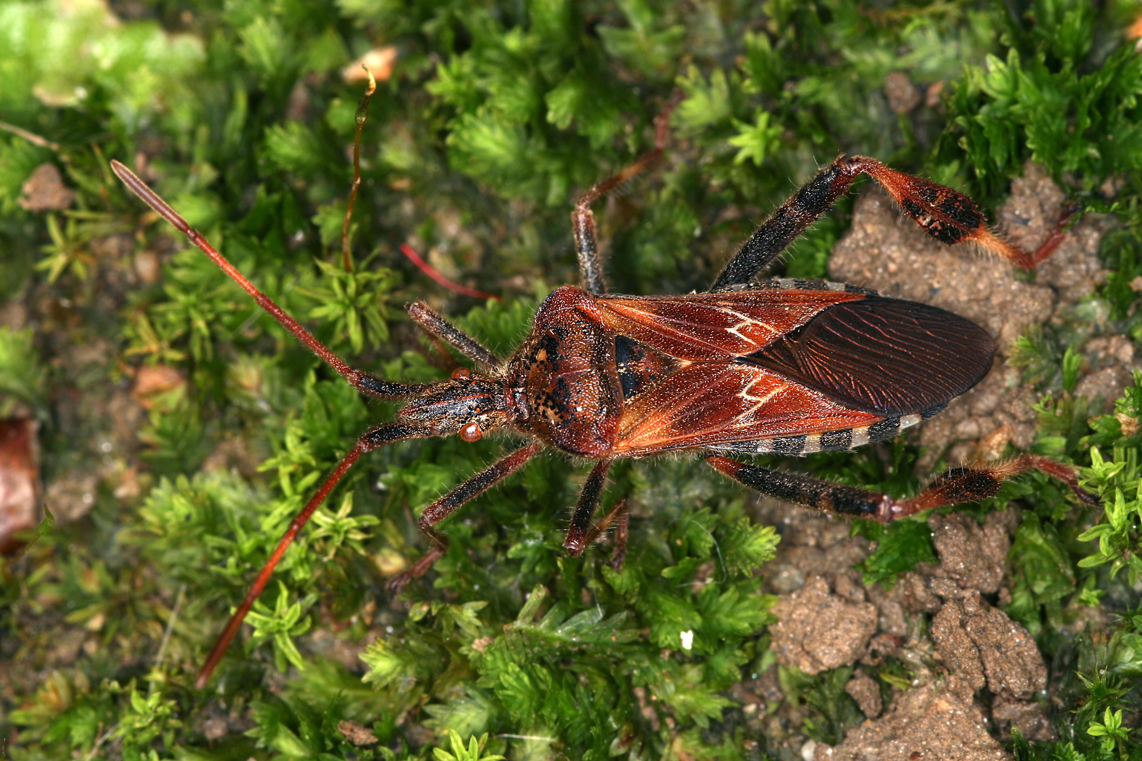27052013114724 746 art 376 leptoglossus occidentalis gernot kunz