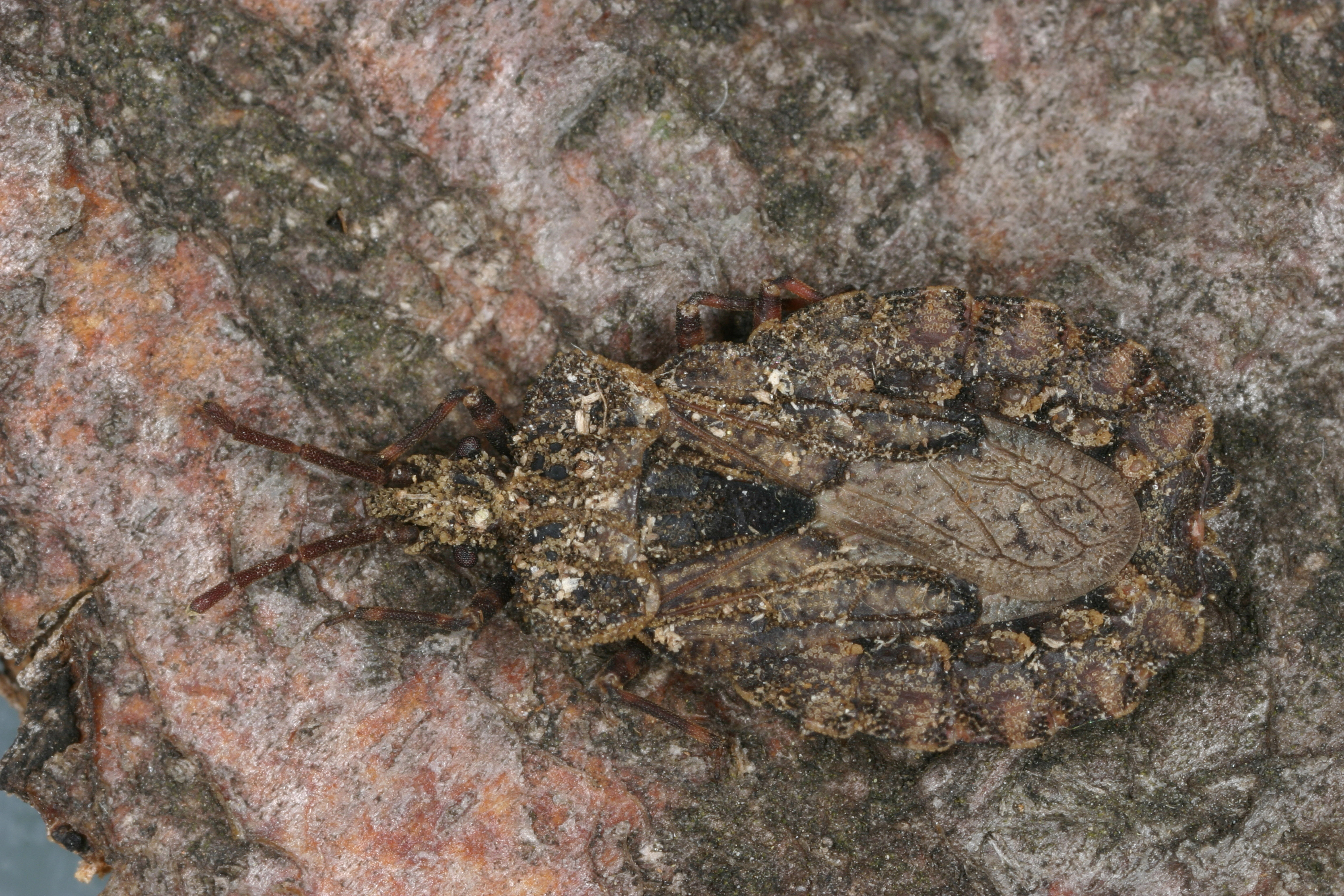 27052013120742 747 art 416 aradus conspicuus wolfgang rabitsch