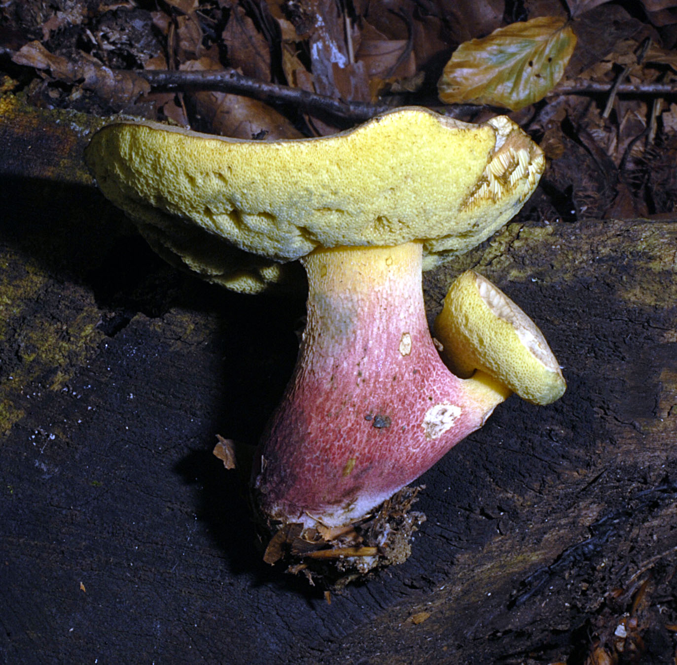 27052013123819 748 art 715 6062 bol calopus e51 kopie