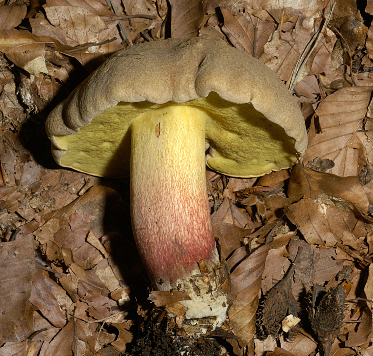 27052013124513 749 art 715 bol calopus 4982 26 kopie