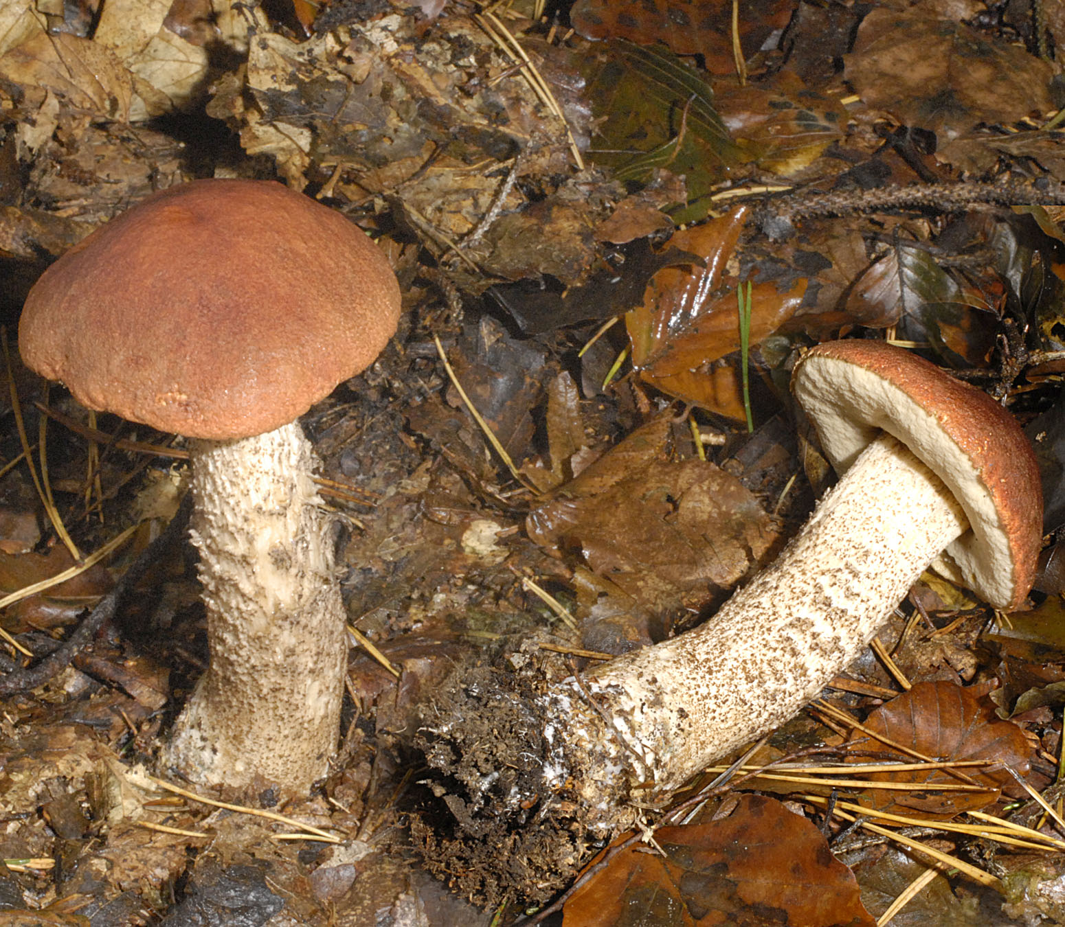 27052013124626 750 art 716 5548 28 lec vulp