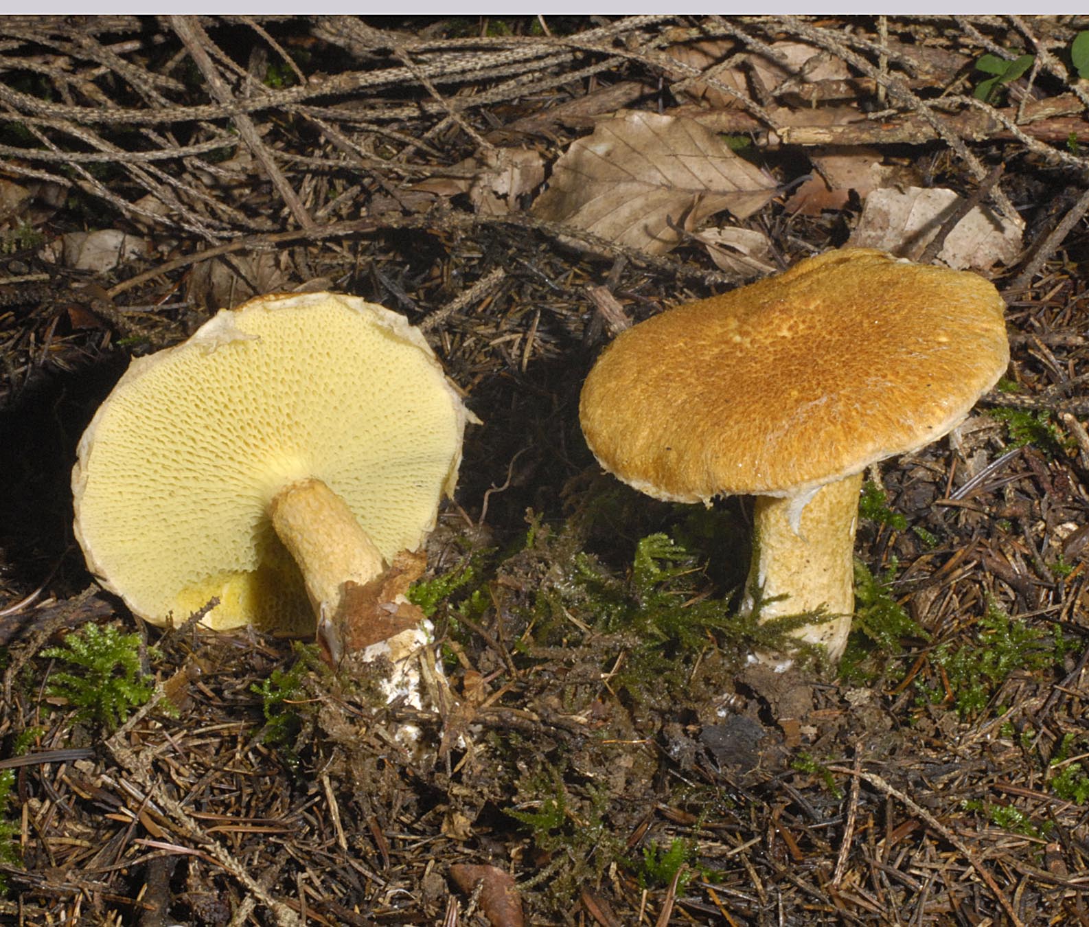 27052013124711 751 art 717 5564 47 kopie