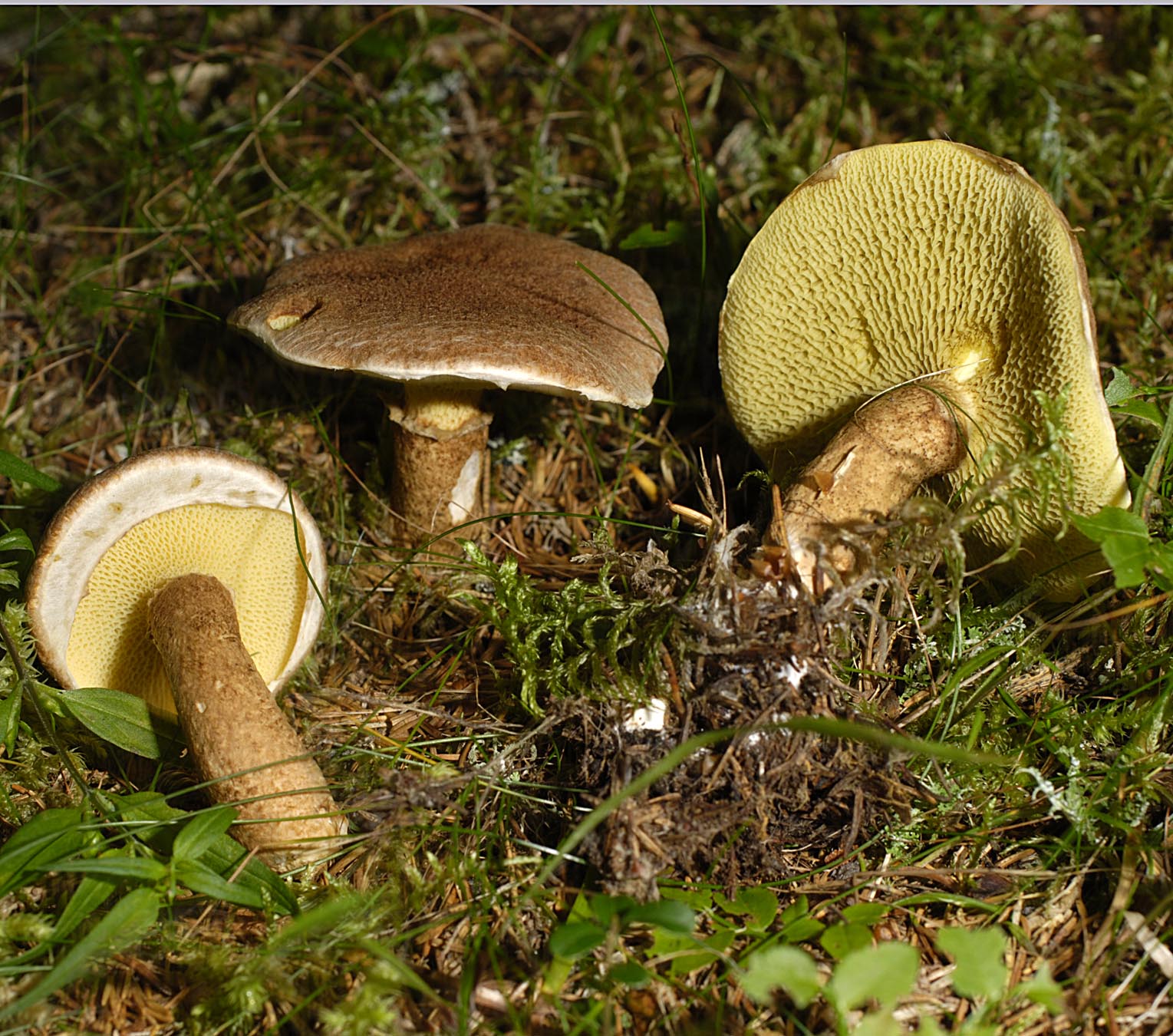 27052013124755 752 art 717 bol cavipes 5858 131 kopie