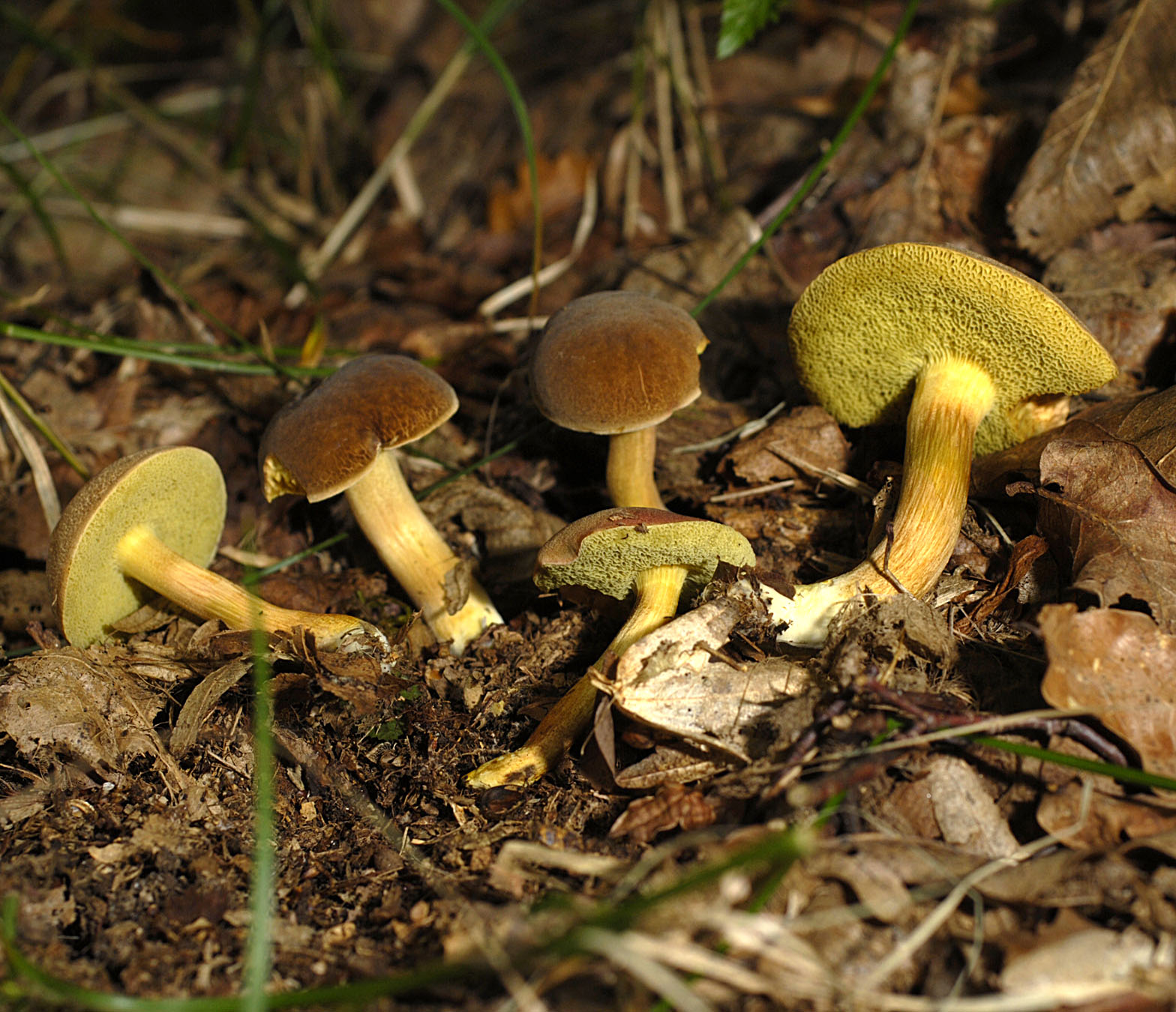 27052013124854 753 art 718 6026 xerocomus declivitatus e2 kopie