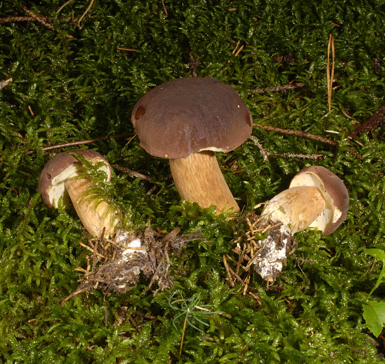 27052013124941 754 art 719 6115 xerocomus badius e33 kopie