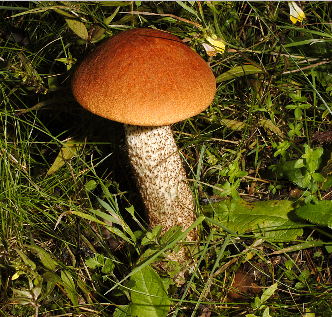 27052013125041 755 art 720 6413 lec quercinum e48 kopie