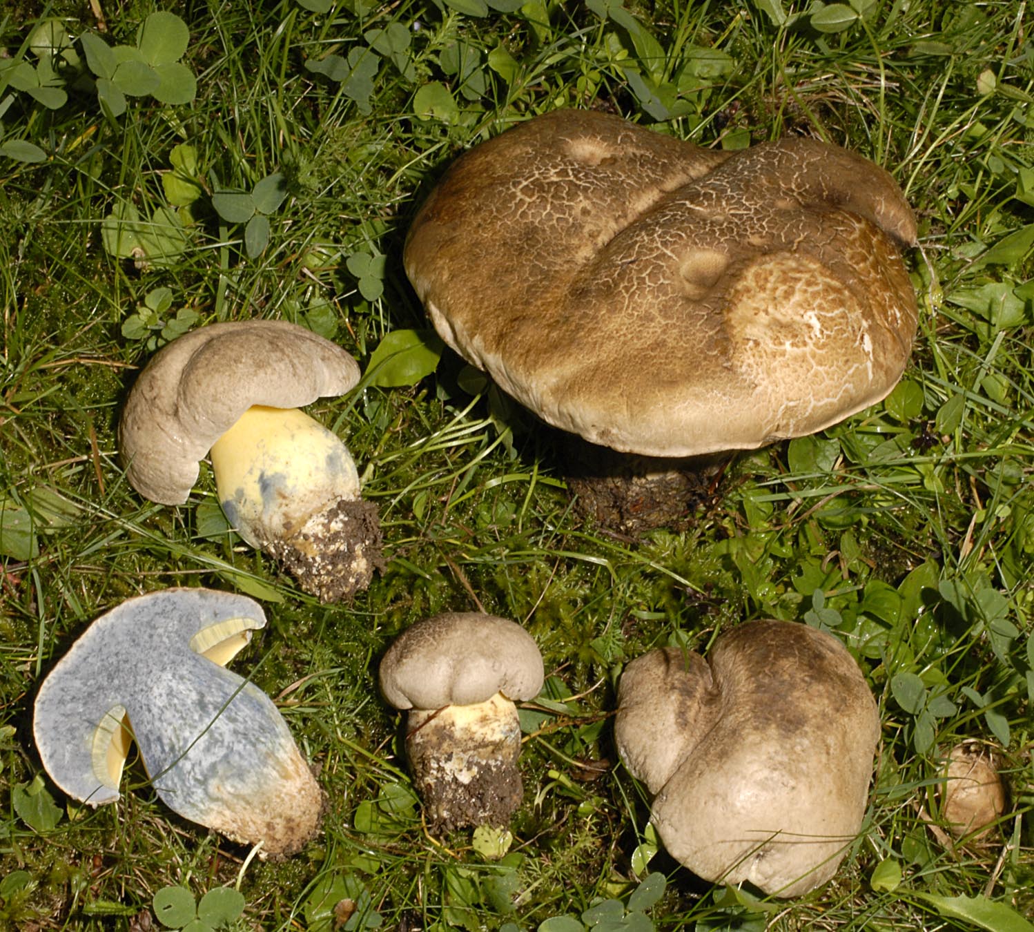 27052013125210 756 art 299 6380 bol radicans e3 kopie kopie