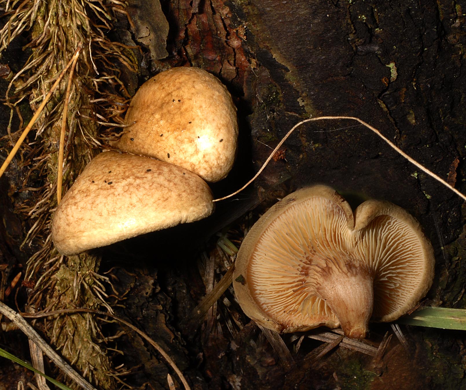 27052013125306 757 art 721 6629 pax panuoides e95 kopie