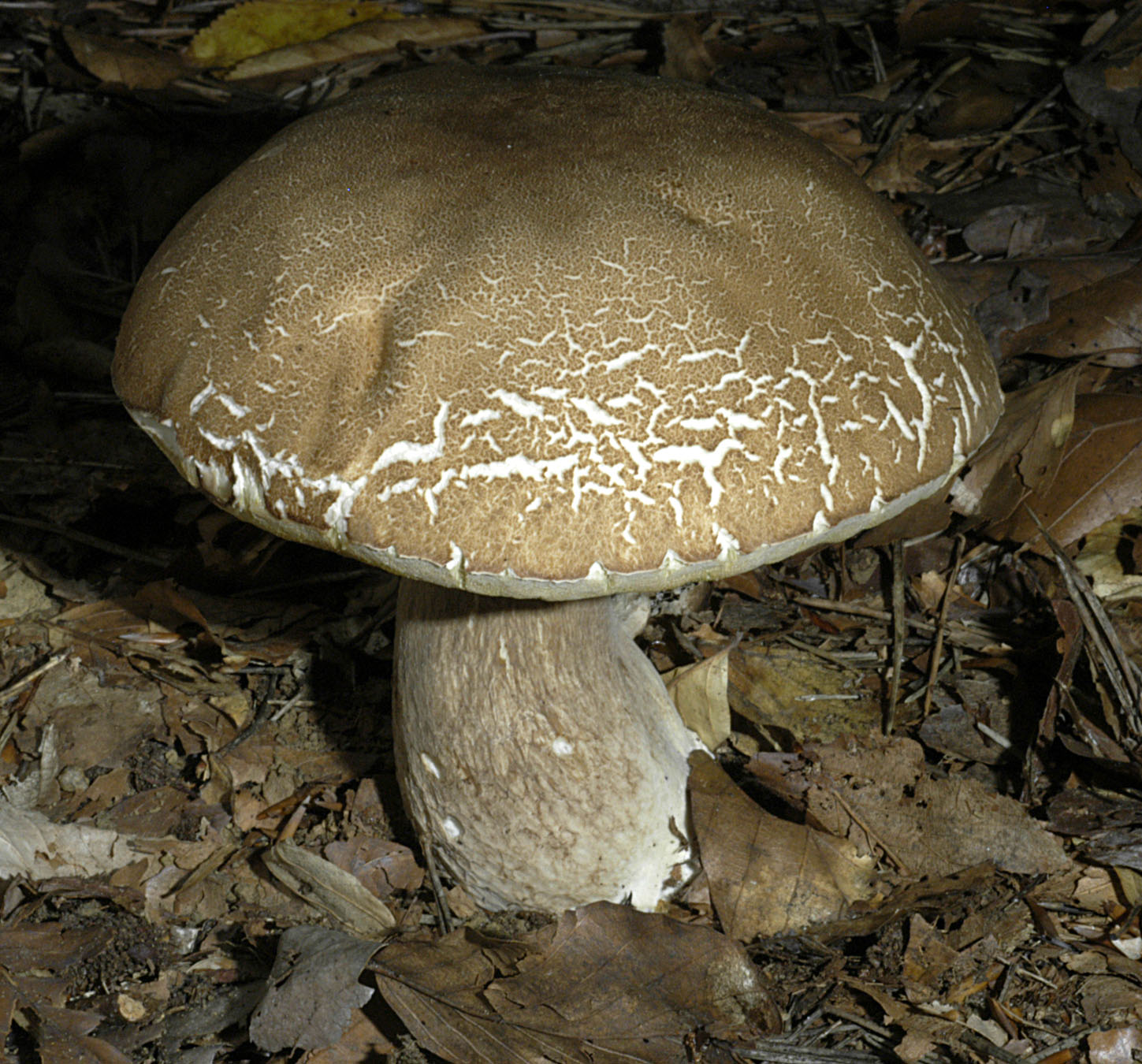 27052013125632 761 art 724 bol aestivalis 5310 38 kopie