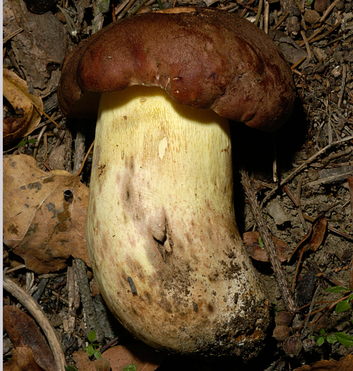 27052013125722 762 art 725 bol appendiculatus 5048 38 kopie