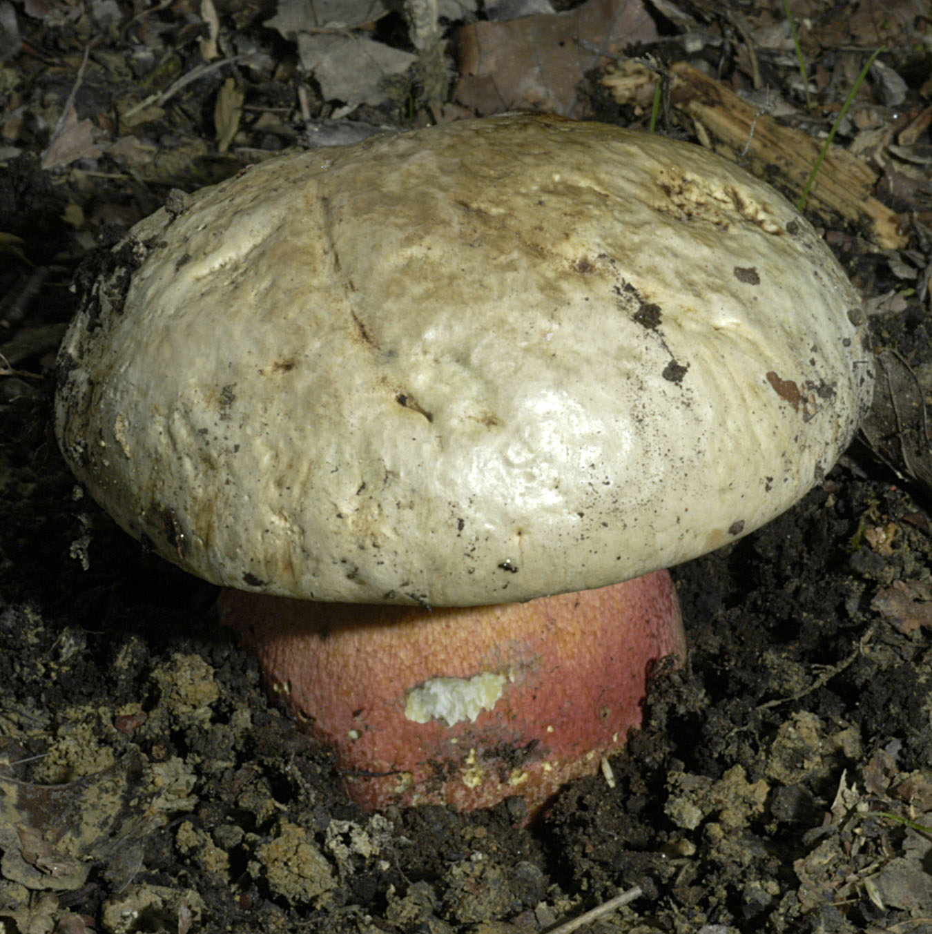 27052013130036 764 art 225 bol satanas 5295 1 kopie