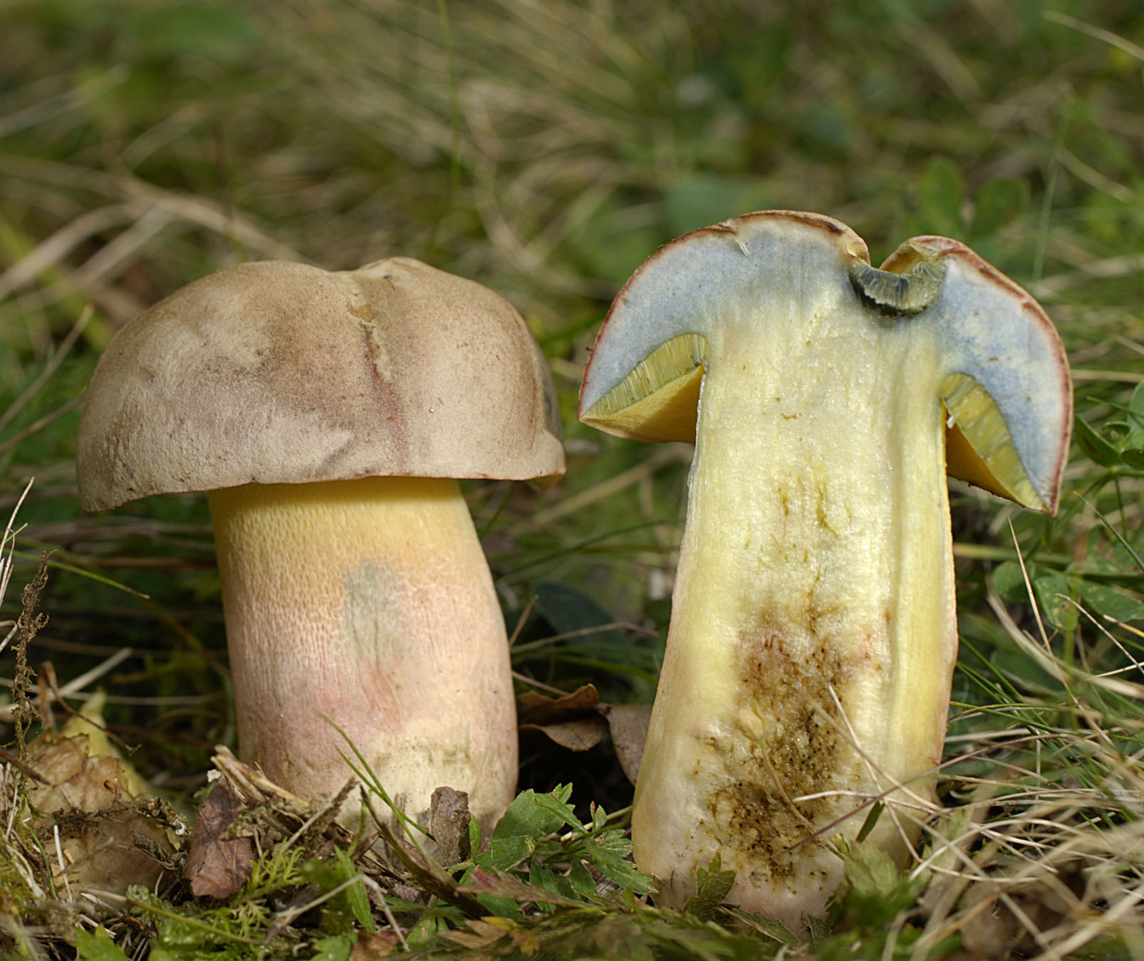 27052013130142 765 art 726 bol fechtneri 5875 21 kopie