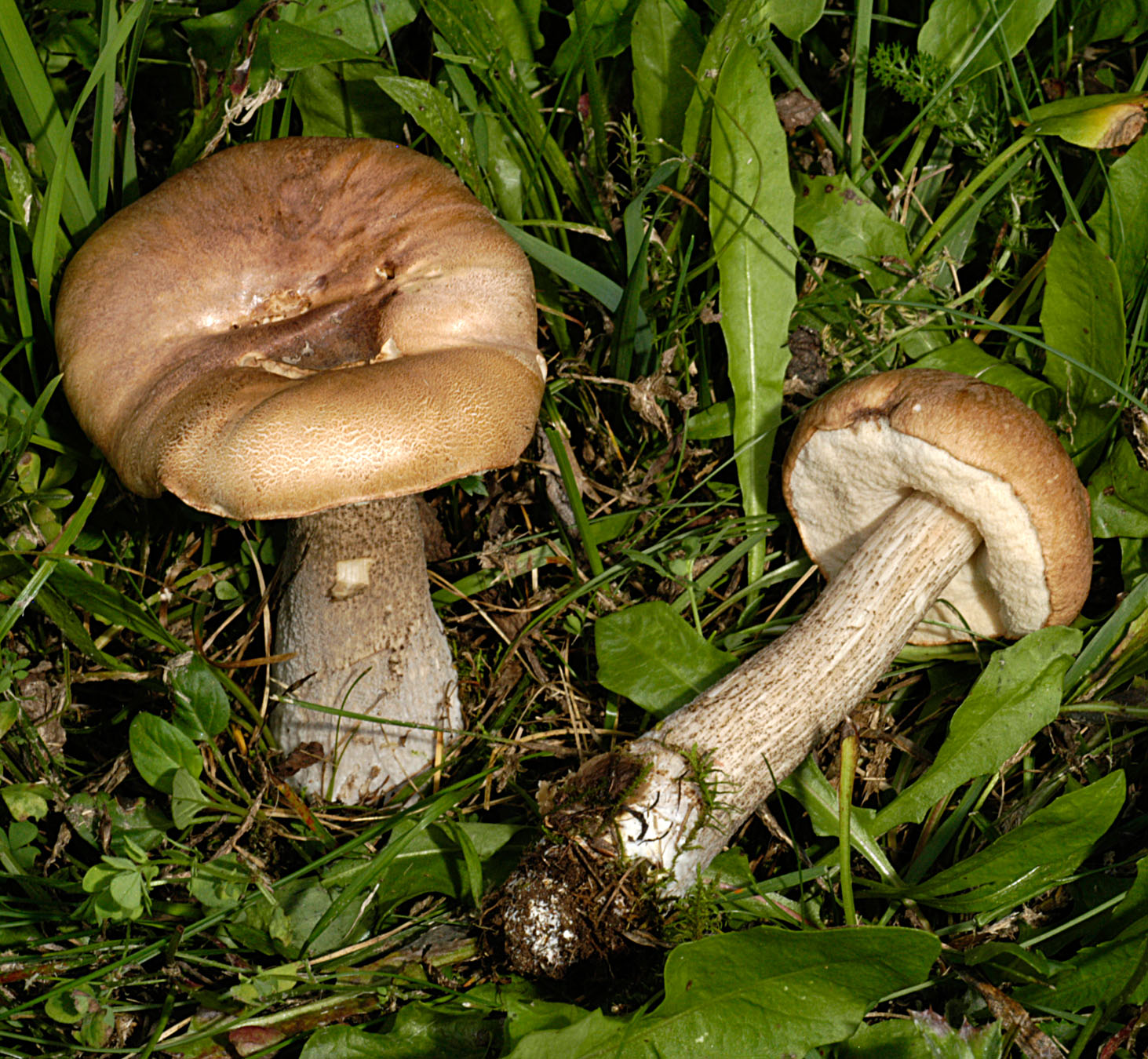 27052013130234 766 art 727 lec scabrum 5010 32 kopie