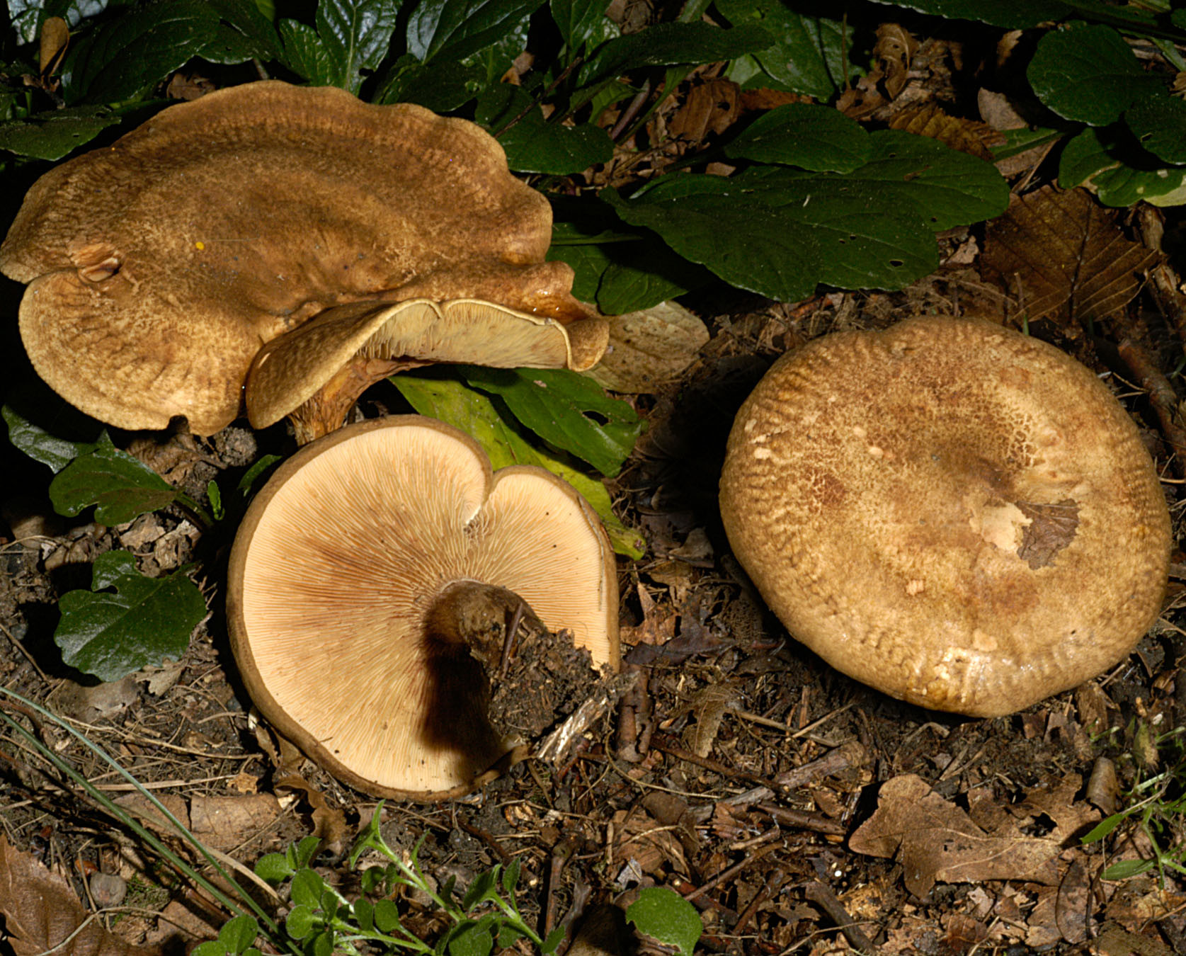 27052013130328 767 art 728 pax involutus 5096 14 kopie