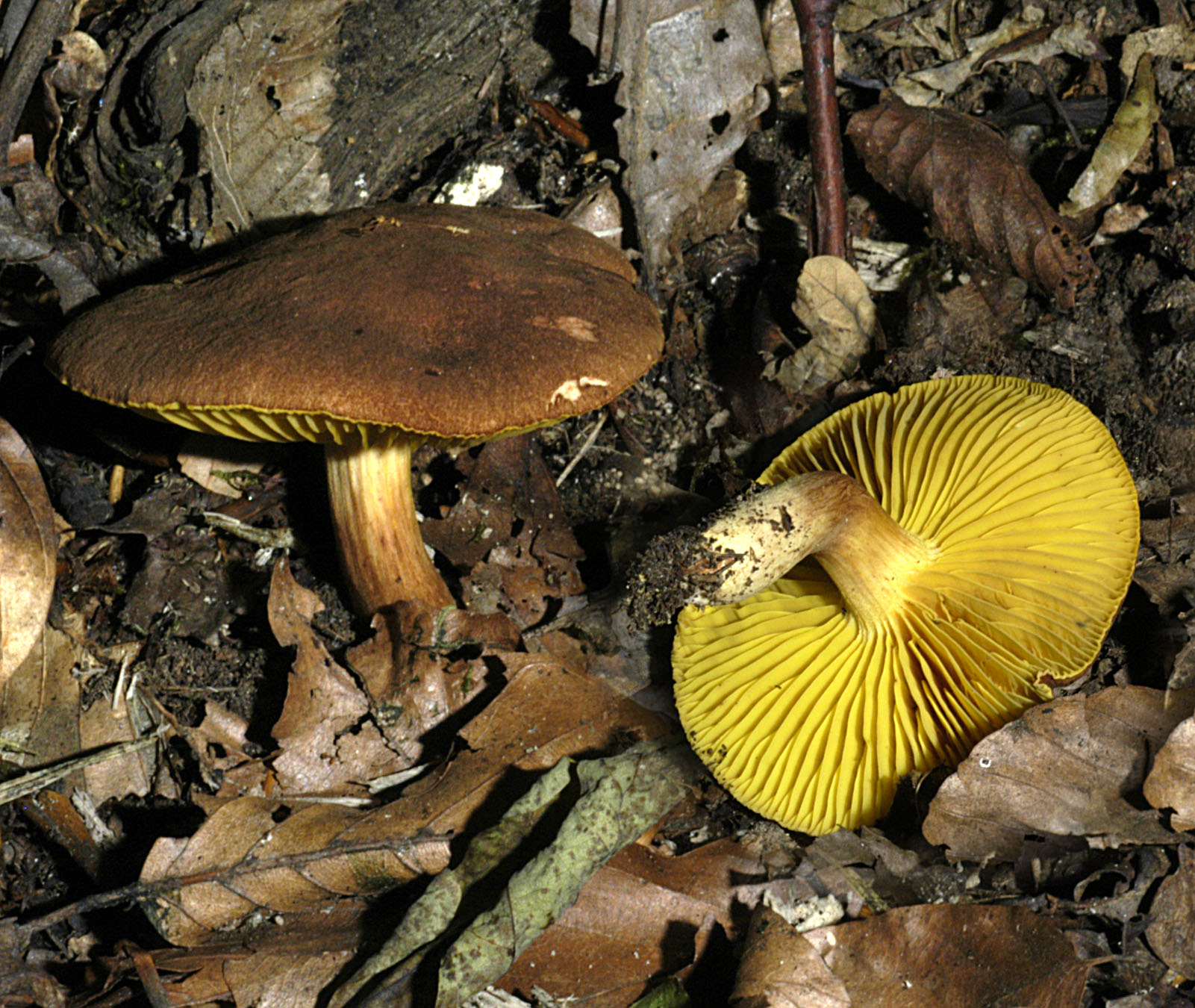 27052013130422 768 art 729 phy pelletieri 5302 5 kopie