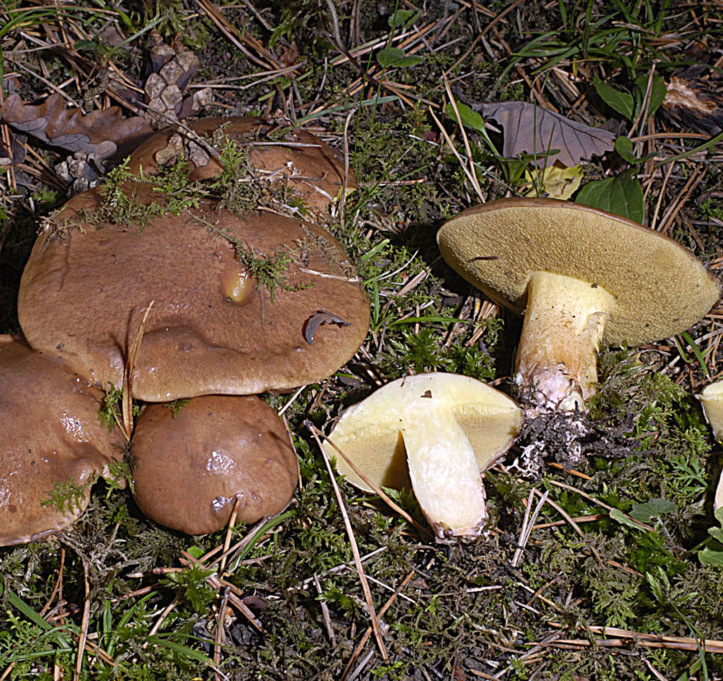 27052013130625 770 art 731 sui collinitus 5680 98 kopie