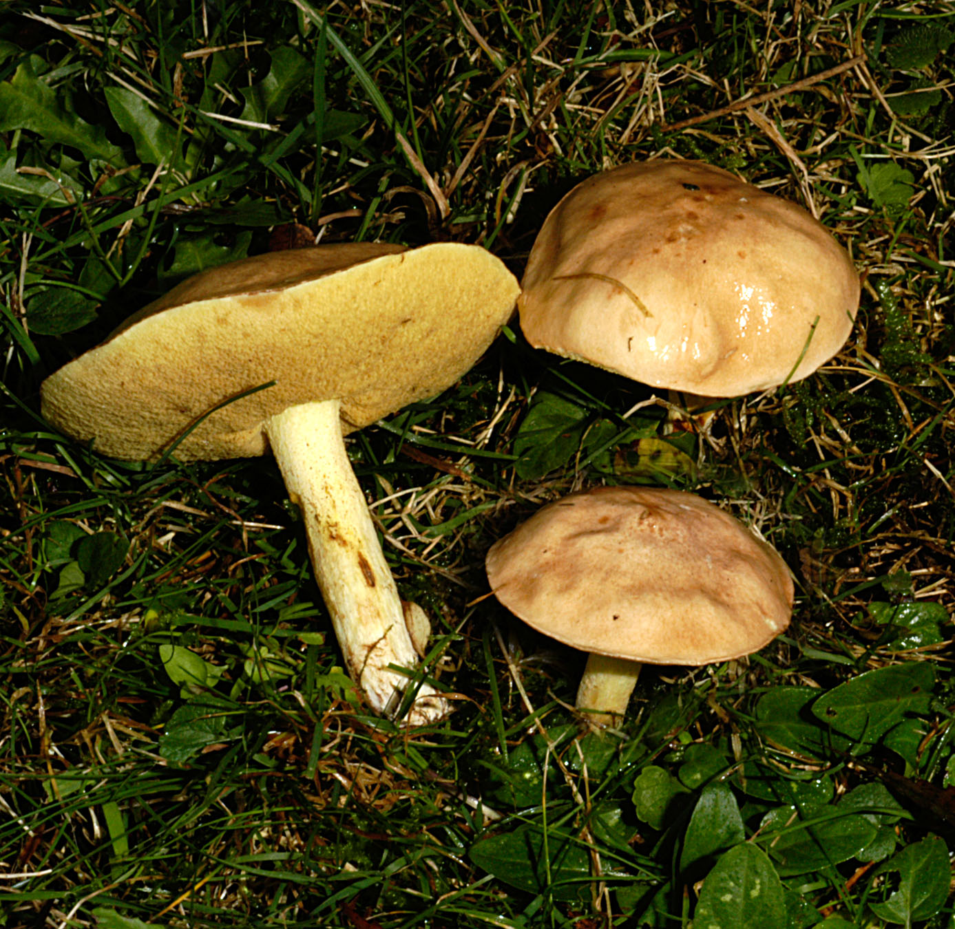 27052013130716 771 art 732 sui granulatus 5127 1 kopie