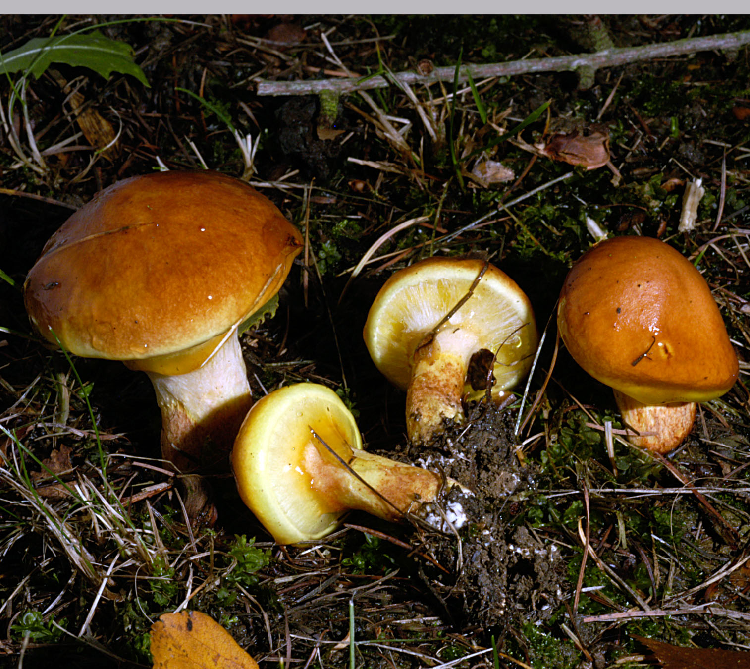 27052013130830 772 art 733 sui grevillei 5130 20 kopie