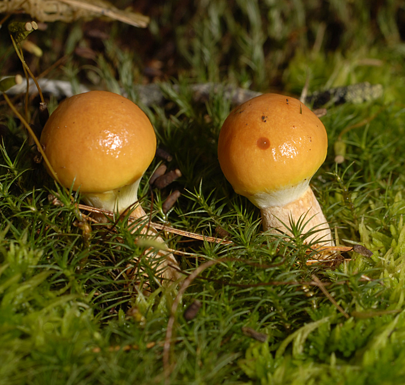 27052013130905 773 art 733 sui grevillei 5808 45 kopie