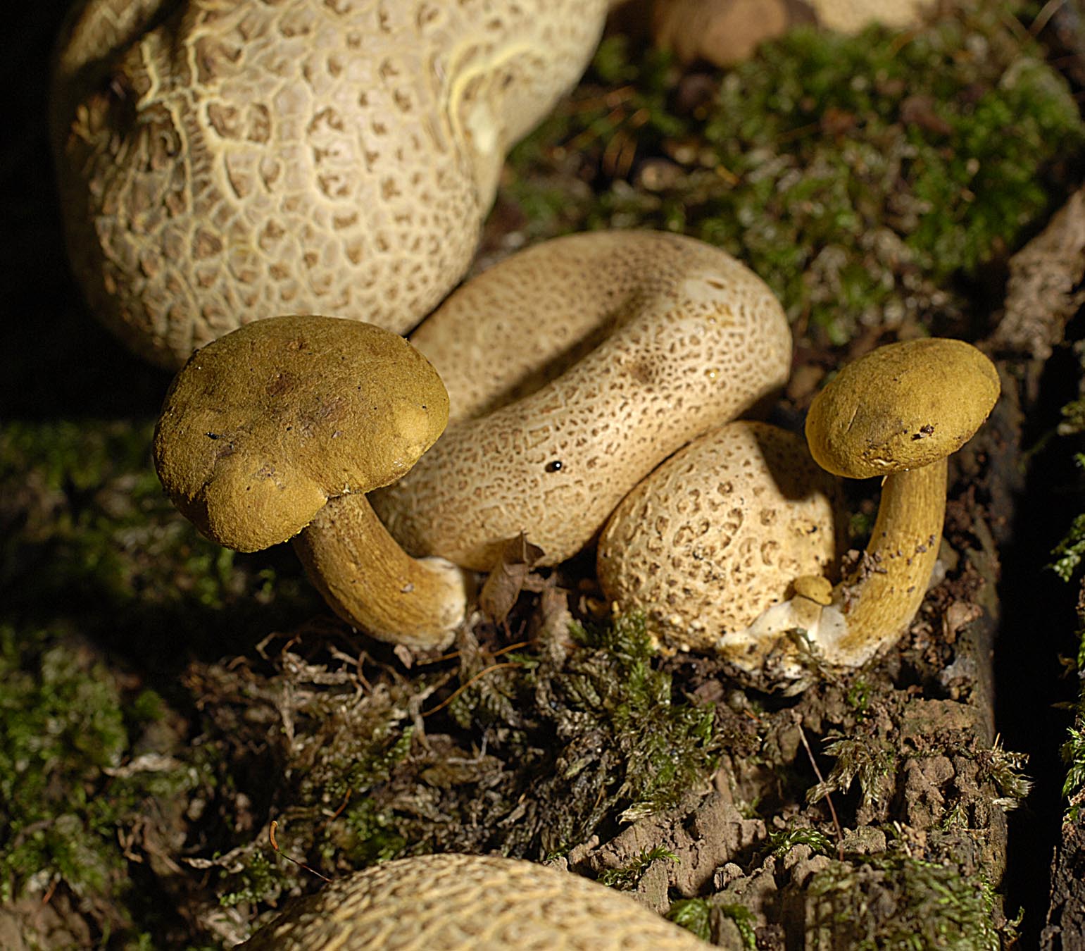 27052013131044 775 art 735 xer parasiticus 5788 82 kopie