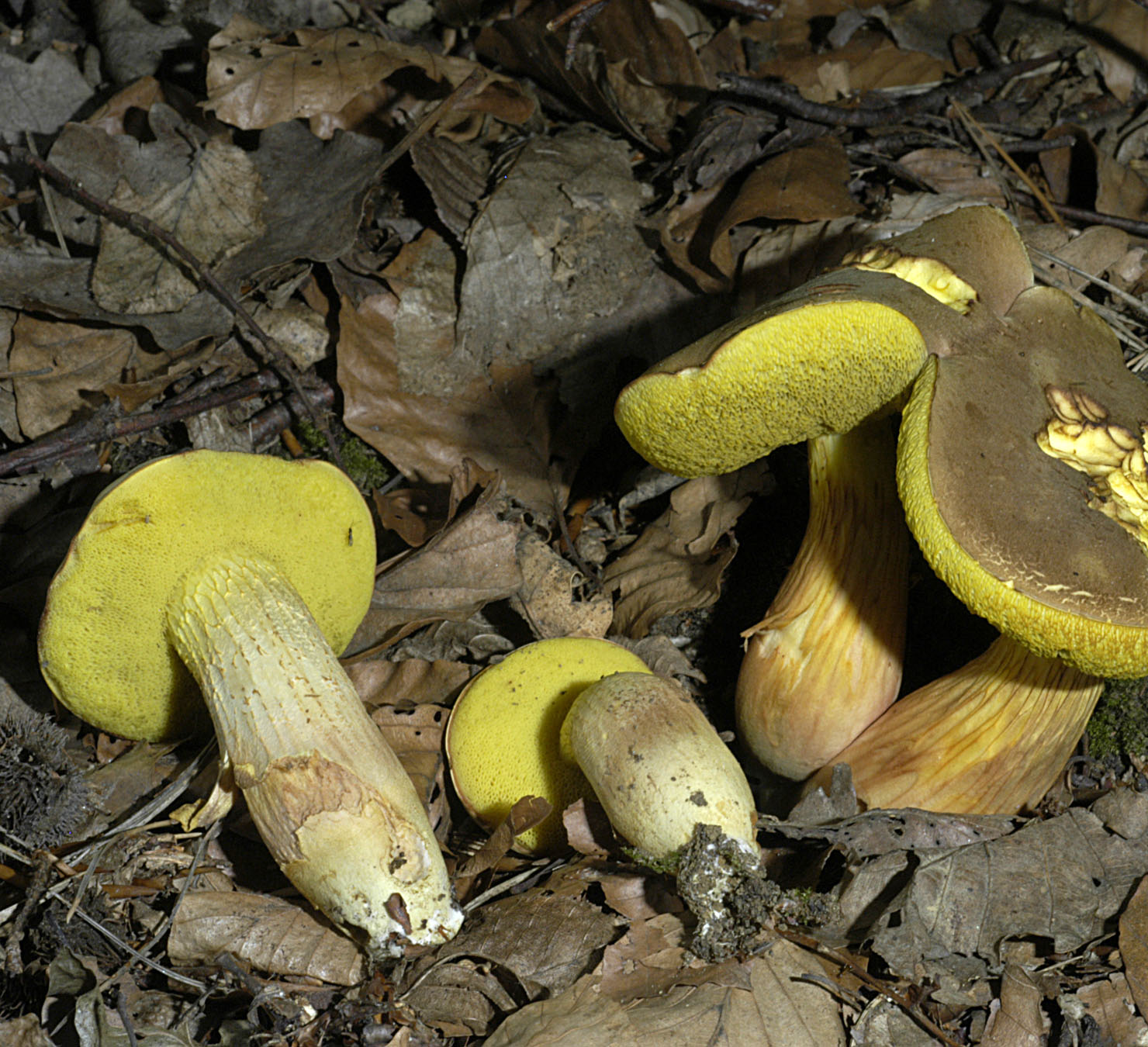 27052013131314 776 art 736 xer subtomentosus 5286 12 kopie