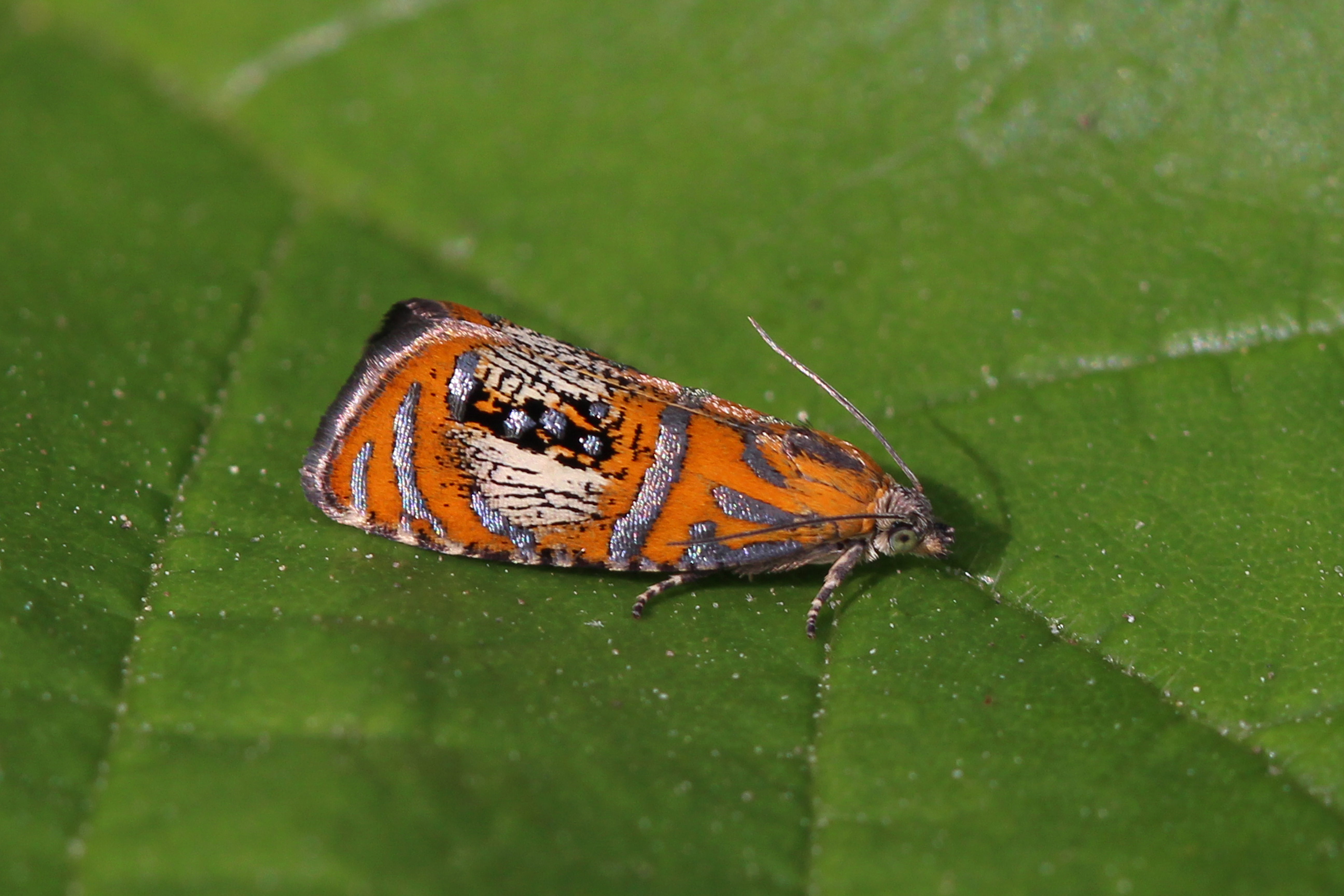 27052013145051 778 art 681 1 olethreutes arcuella 3b