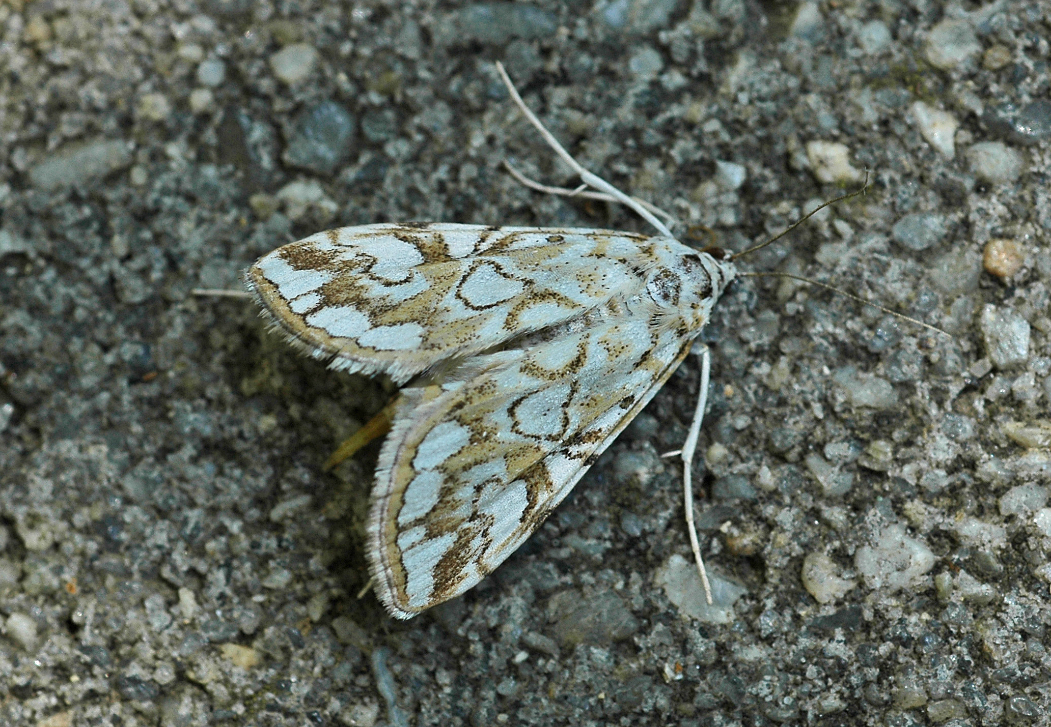 27052013145134 779 art 680 2 elophila nymphaeata 2