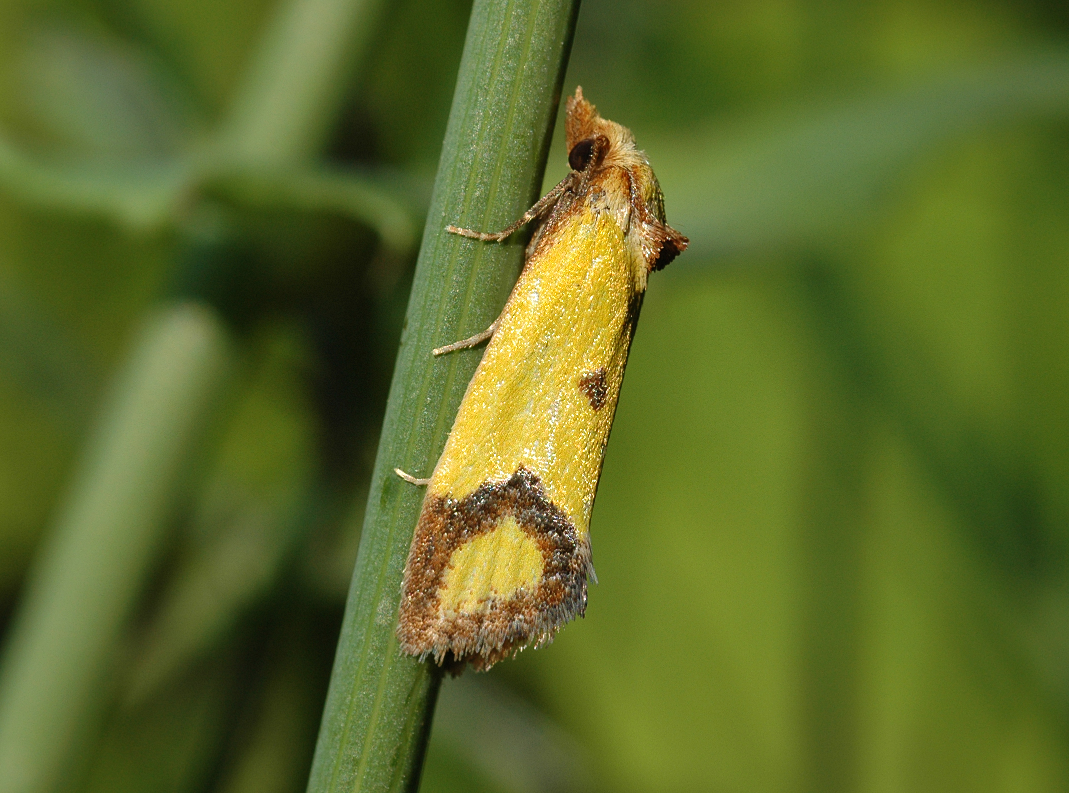 27052013151404 783 art 690 1 agapeta zoegana