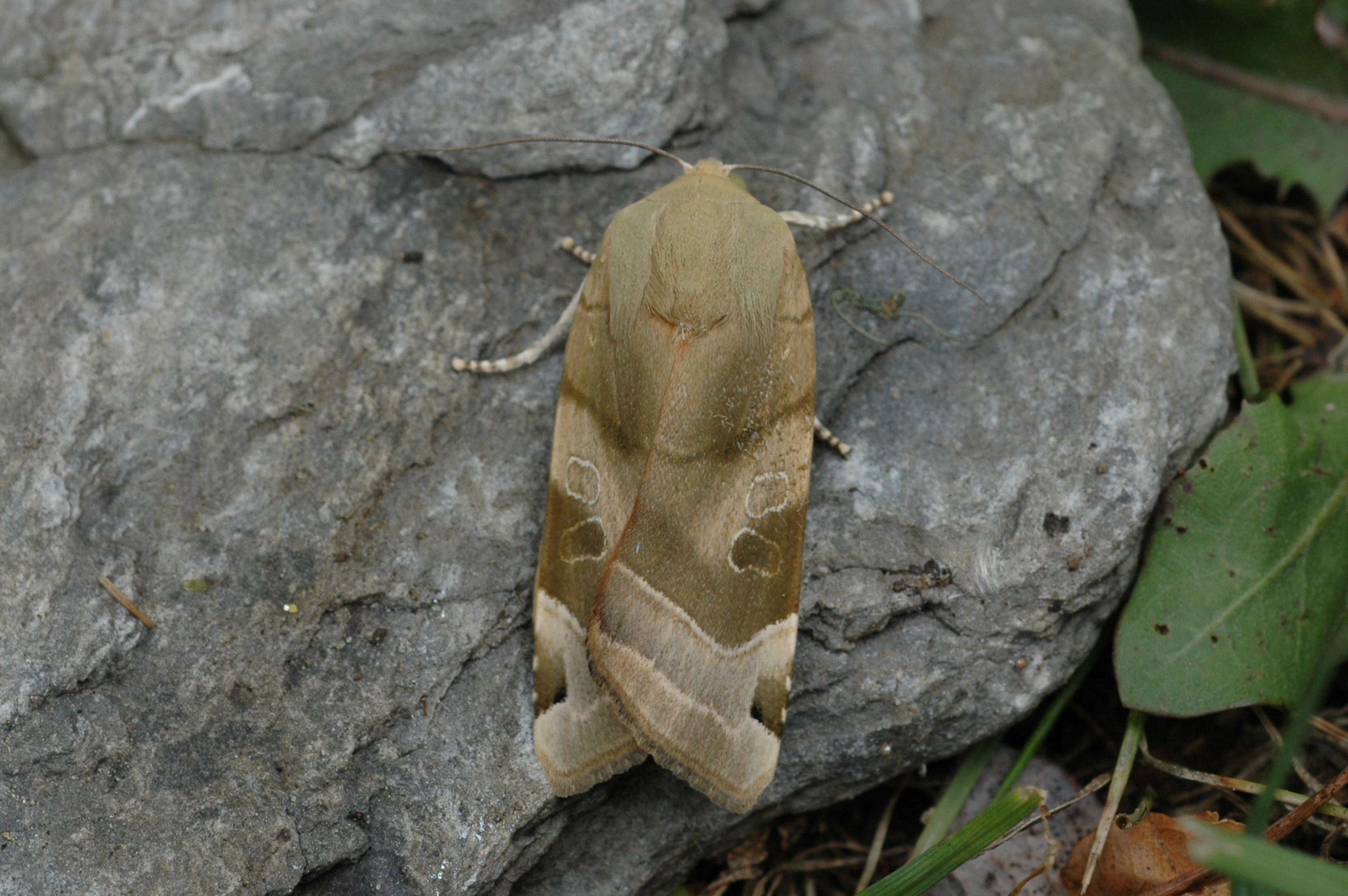 27052013151544 784 art 631 noctua fimbriata 6