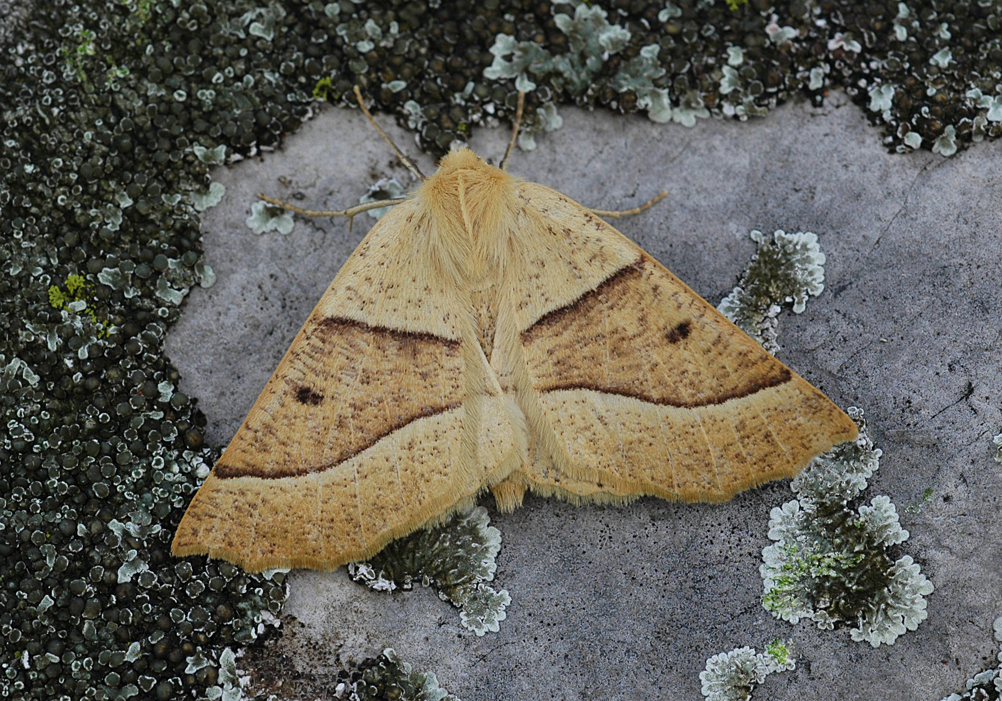 27052013161057 786 art 397 crocallis elinguaria 30