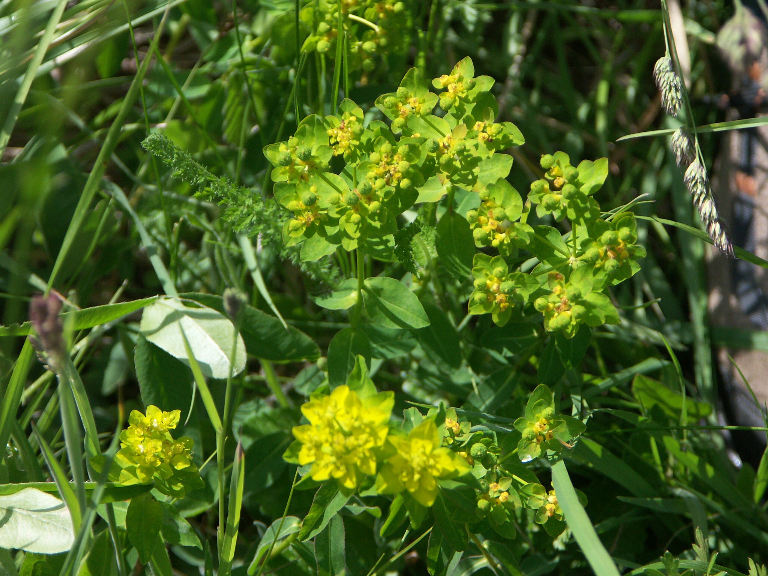 27052015102527 2761 art 1717 euphorbia verrucosa warzen wolfsmilch