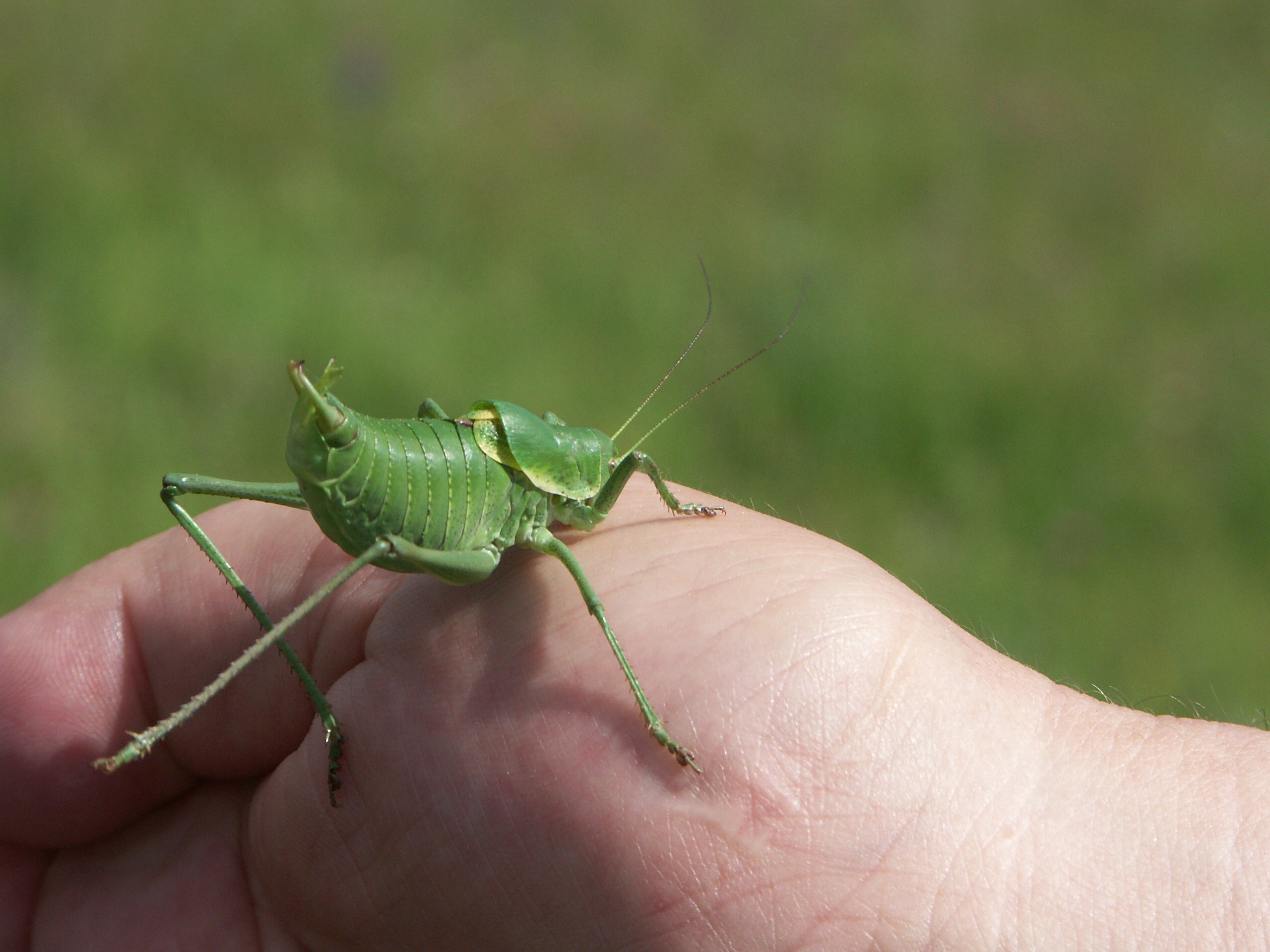 27052015102843 2762 art 861 wanstschrecke